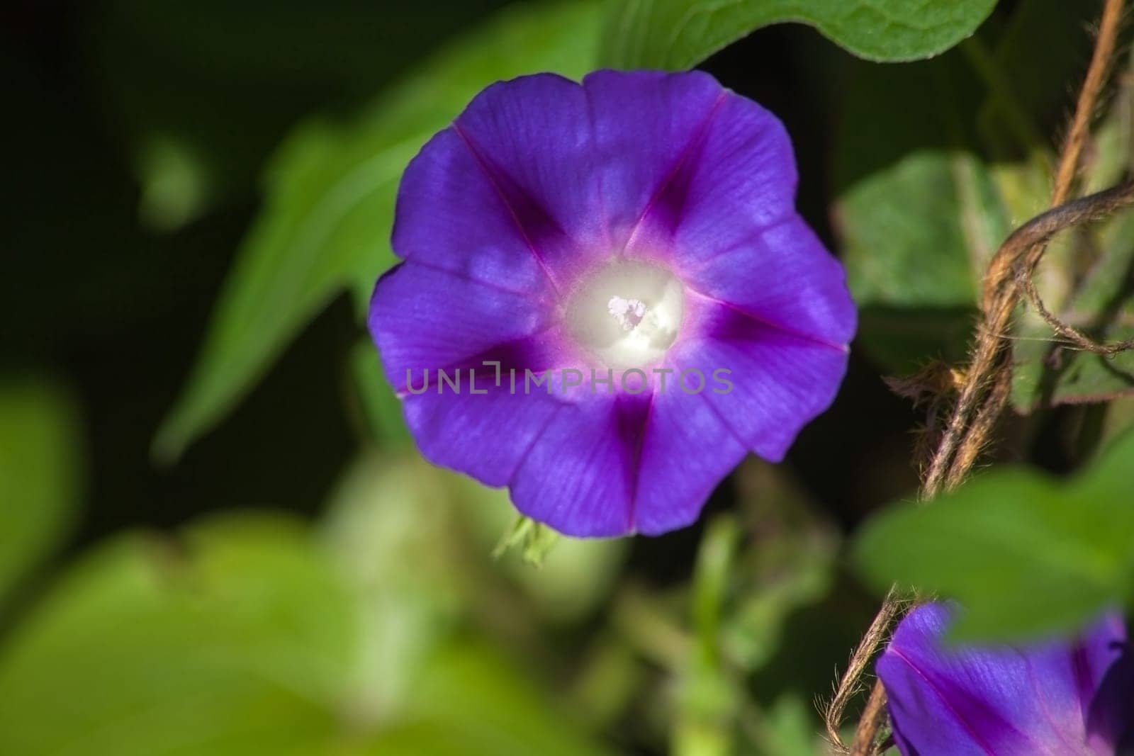 Macro image of a single flower of the Common Morning glory Ipomoea purpurea