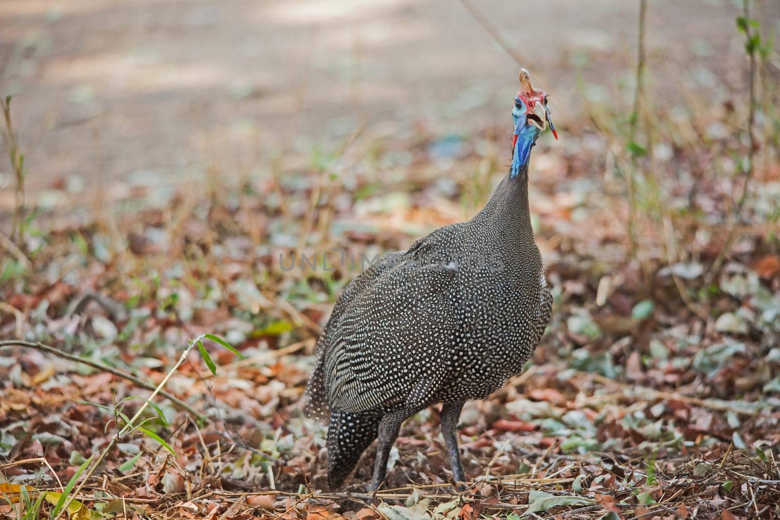 A singe Helmet Guinea Fowl (Numida meleagris) in Kruger National Park South Africa