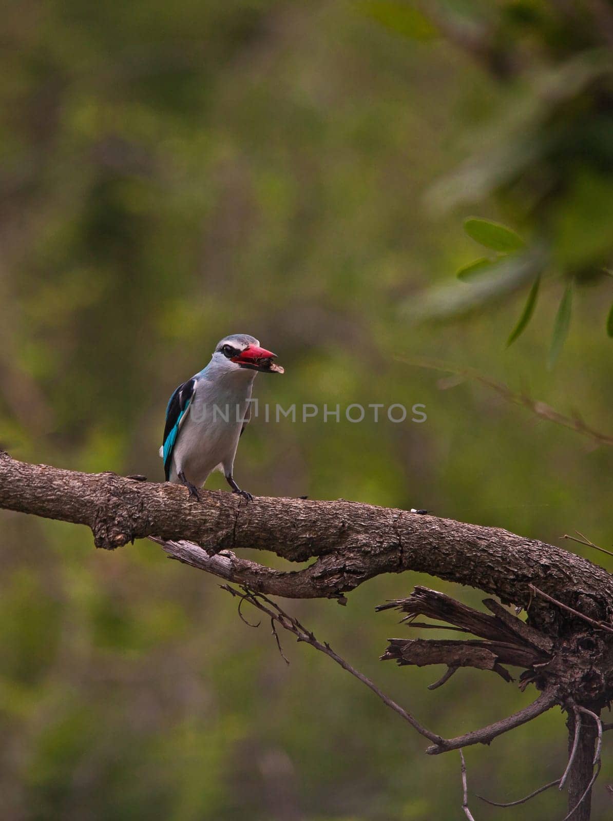 Woodland Kingfisher (Halcyon senegalensis) 13879 by kobus_peche