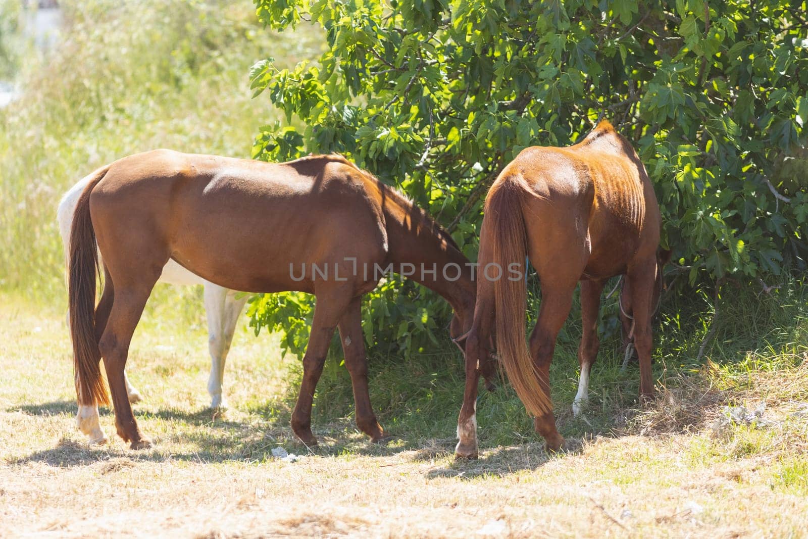 Brown horses grazing outdoors near a bush. Mid shot