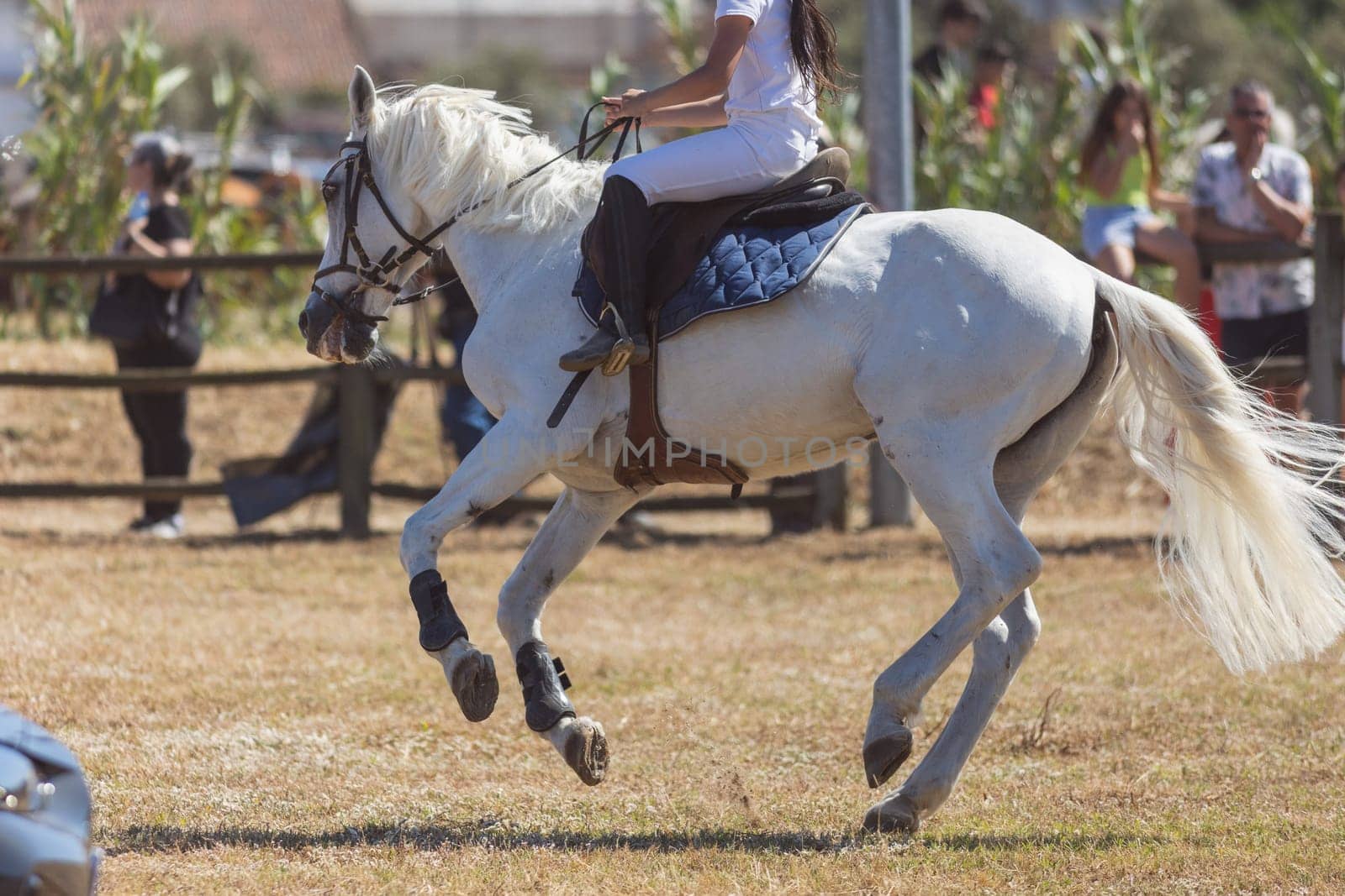 Equestrian sport - a little girl riding white horse at the ranch. Mid shot