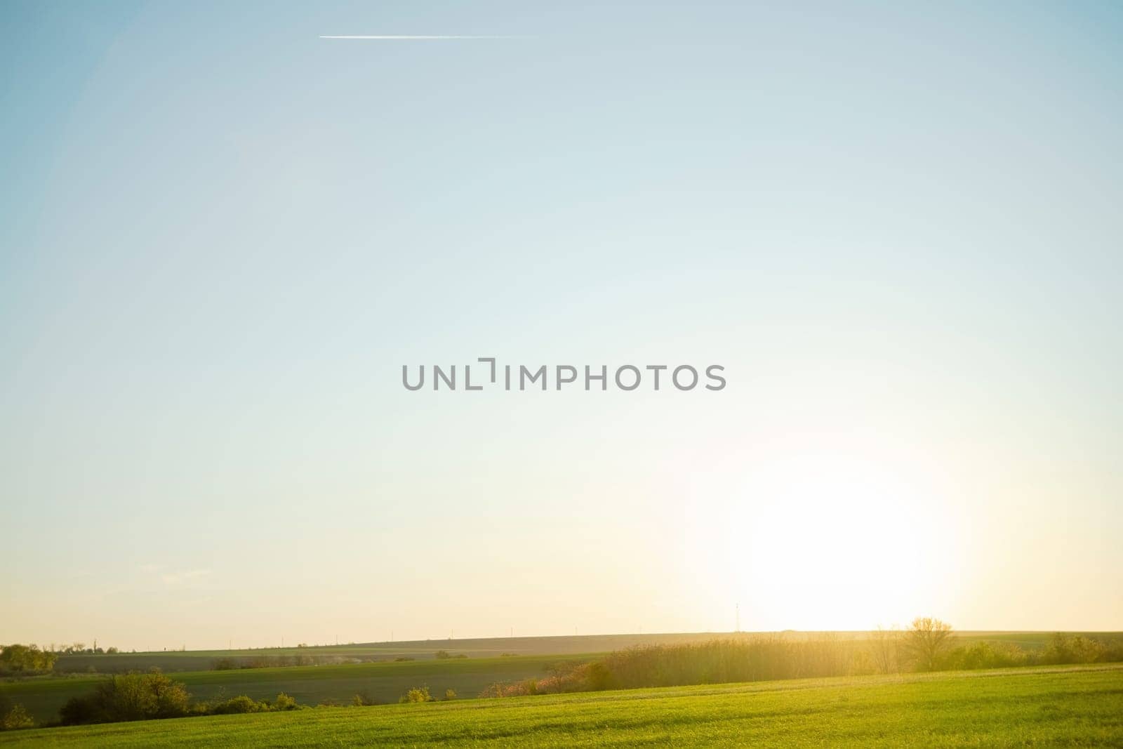 Warm golden sunlight illuminates the green field of wheat. Morning freshness concept. Natural background