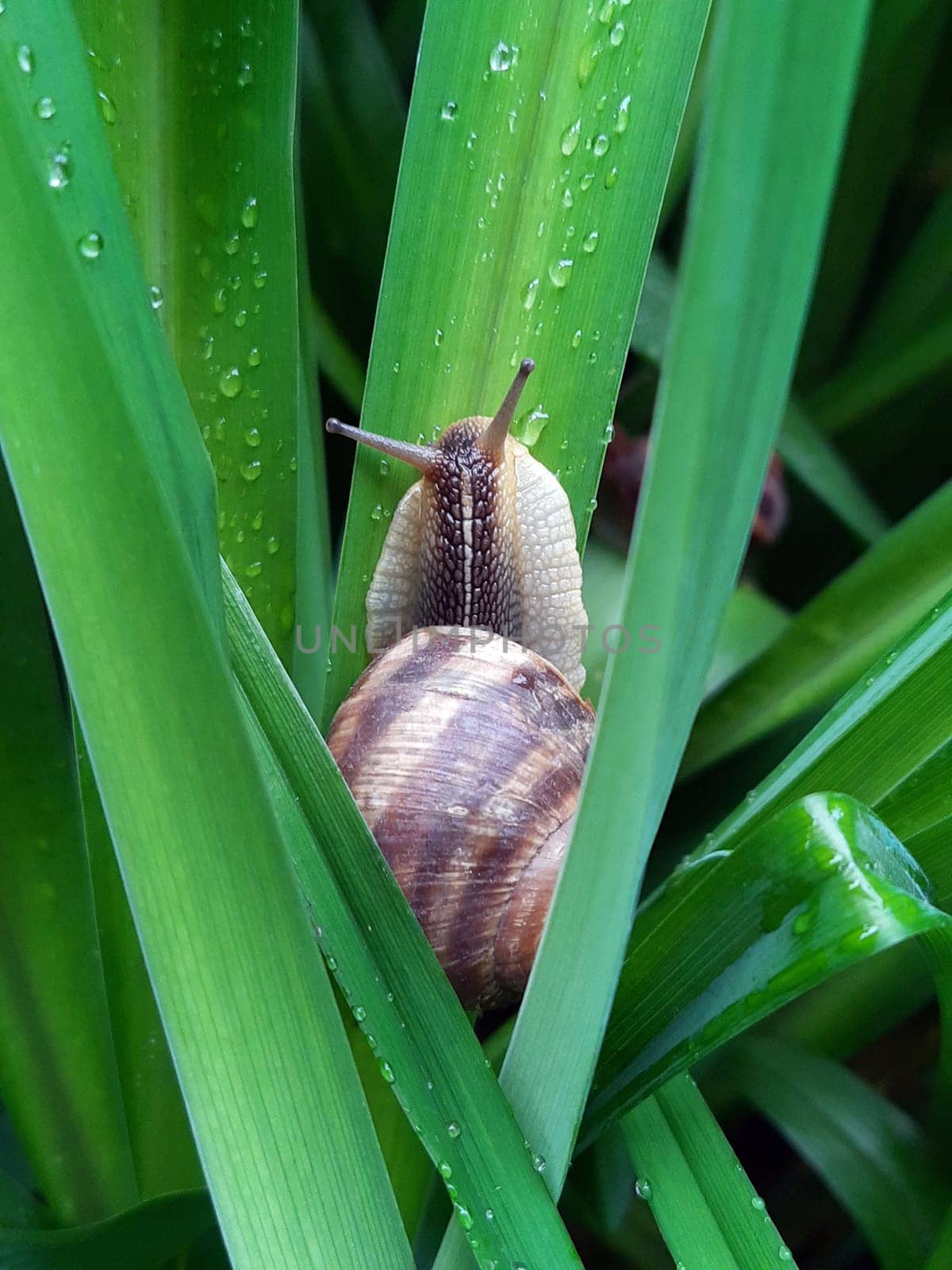 Snail in the green after the rain by Endusik