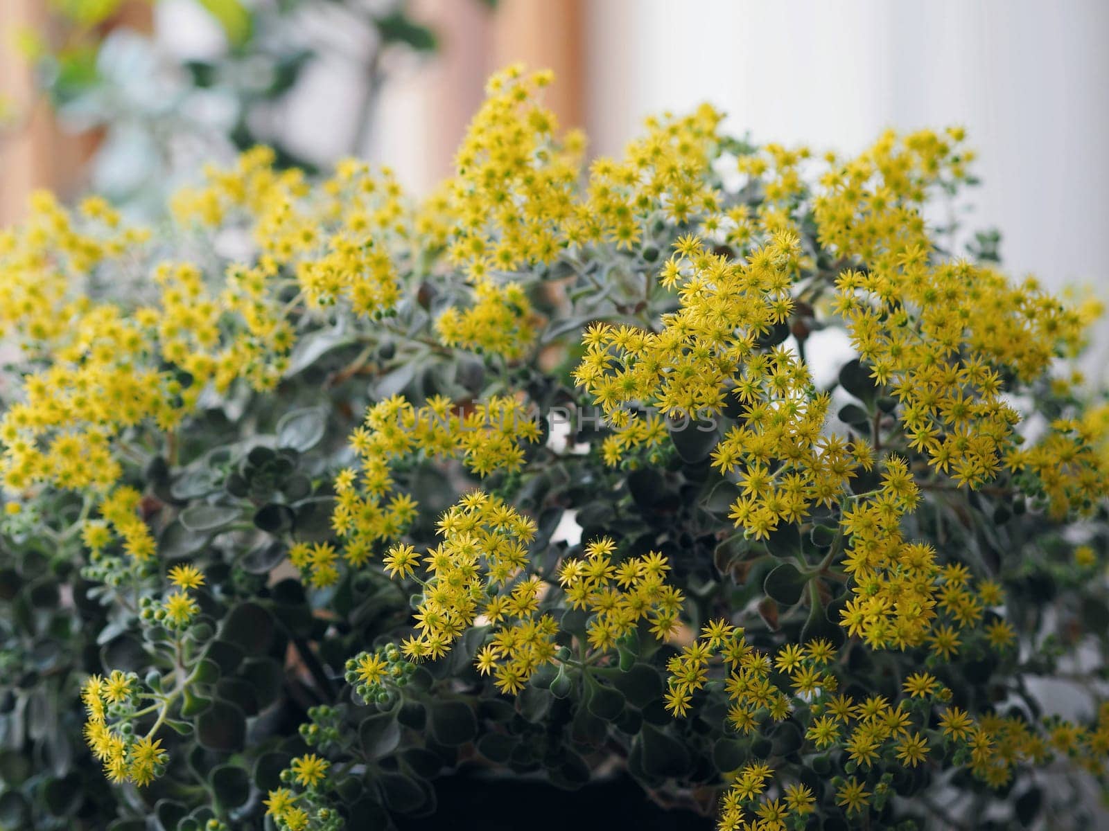 Blooming house plant Aichrizon on the windowsill in a private house. Flowers as part of the interior