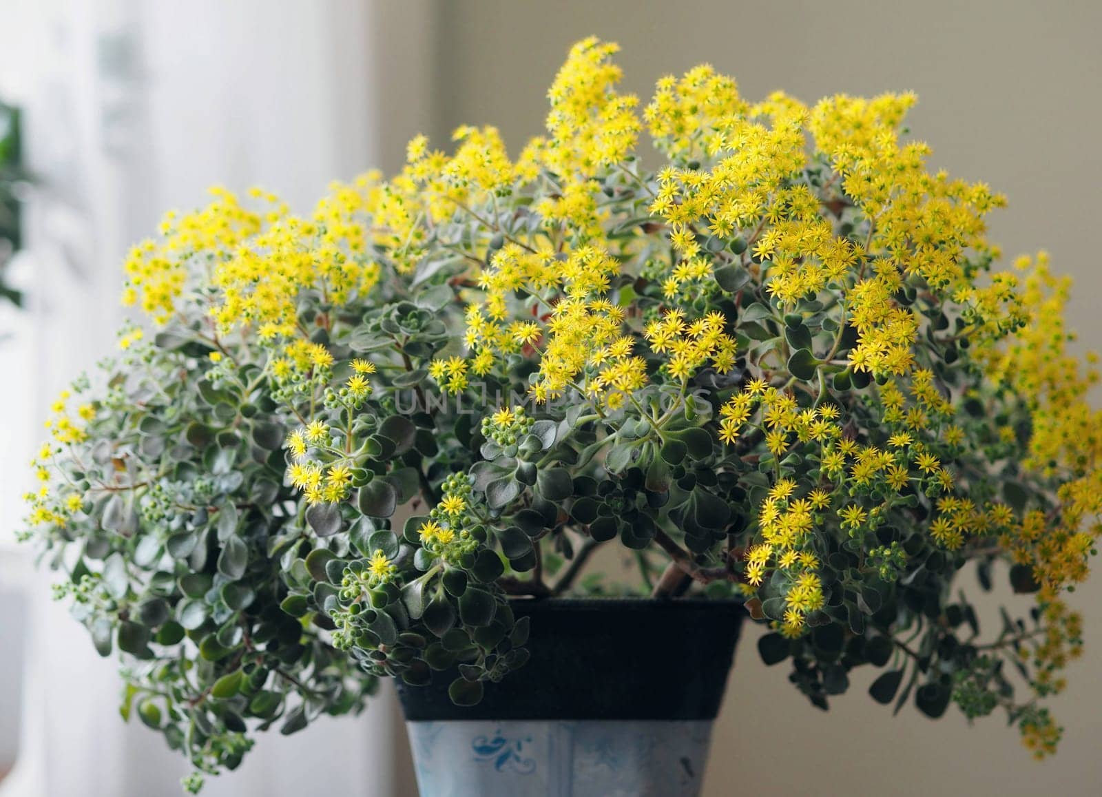 Blooming house plant Aichrizon on the windowsill in a private house. Flowers as part of the interior