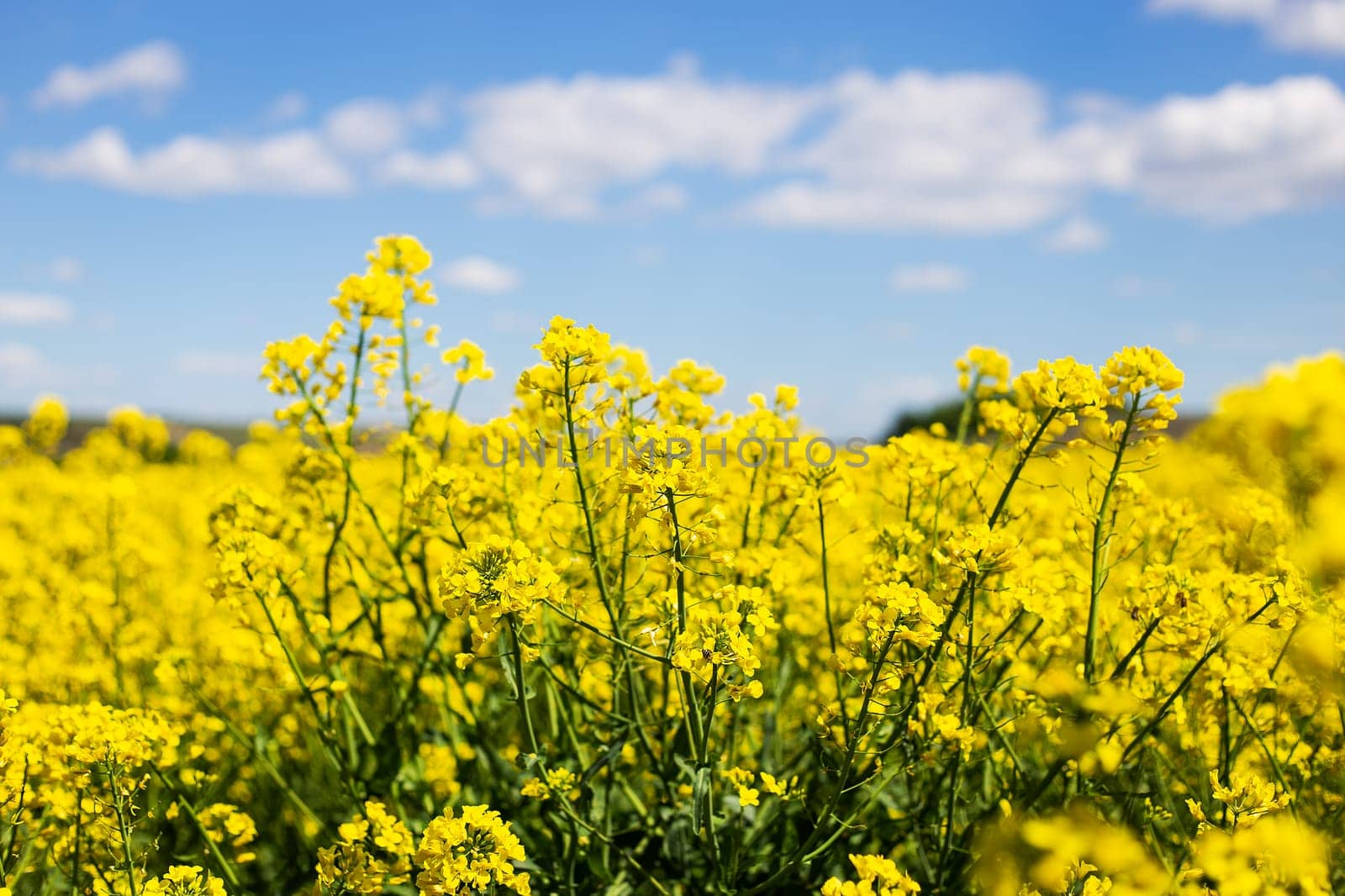 Beautiful yellow rapeseed field with a beautiful blue sky. Biofuel concept. Blur, place for an inscription