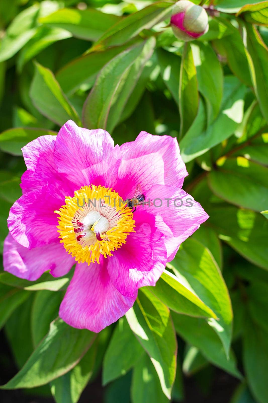 Beautiful pink peony flower with pollinator wasp. Summer is blooming and fragrant. Close-up. by sfinks