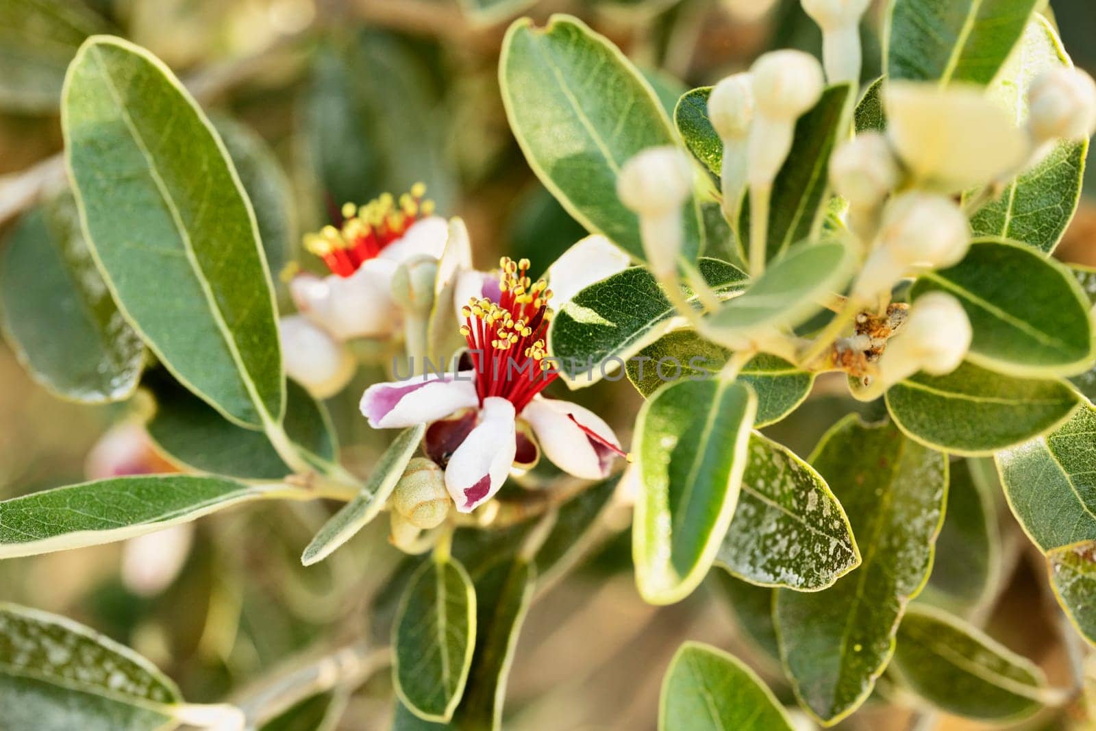Flowering plant of feijoa sellowiana -pineapple guava - myrtle family ,ornamental tree