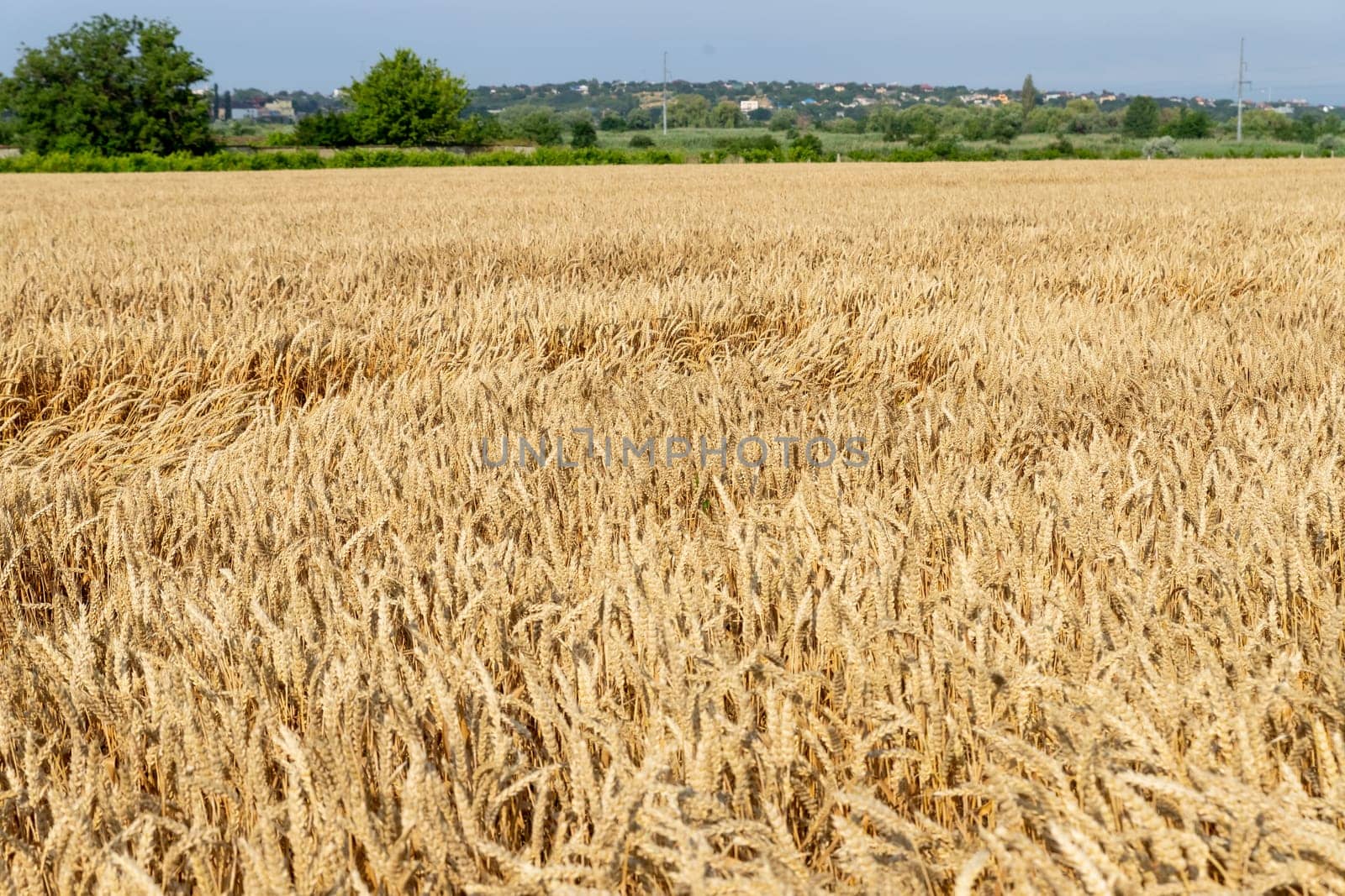 Wheat field. Ears of golden wheat close up. Beautiful Nature Sunset Landscape. Rural Scenery under Shining Sunlight.