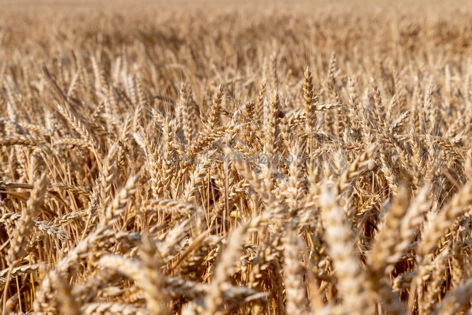 Wheat field. Ears of golden wheat close up. Beautiful Nature Sunset Landscape. Rural Scenery under Shining Sunlight.