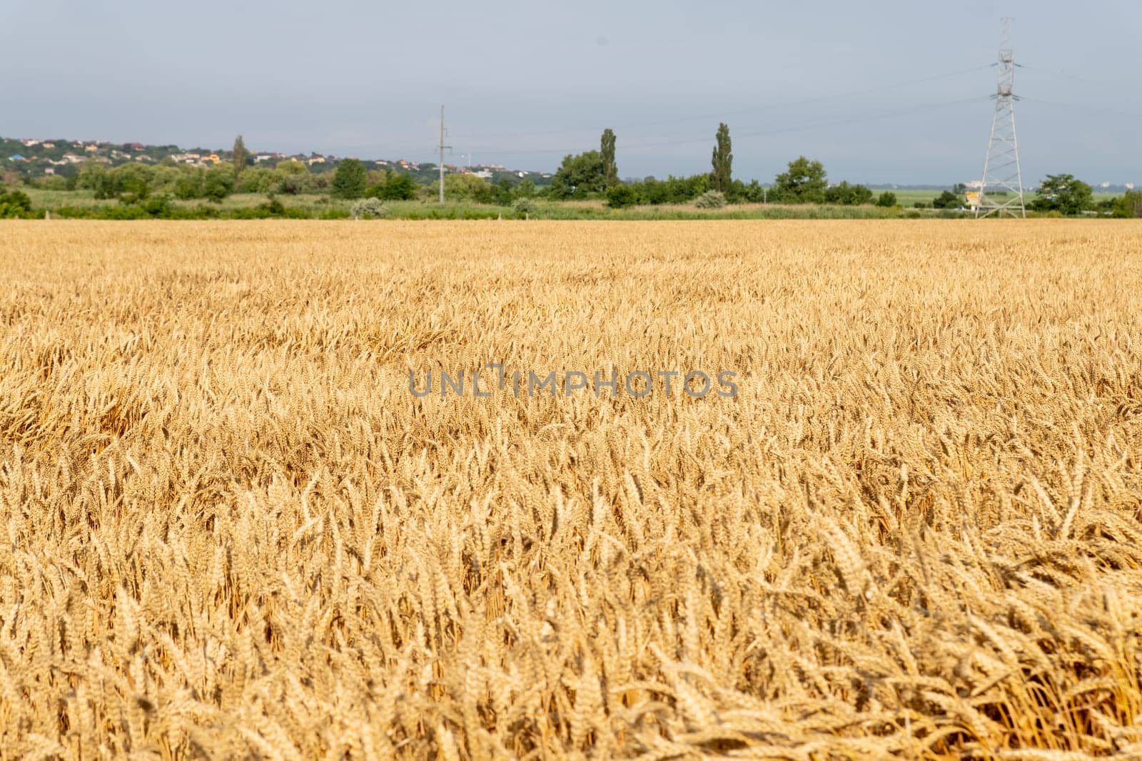 Wheat field. Ears of golden wheat close up. Beautiful Nature Sunset Landscape. Rural Scenery under Shining Sunlight.