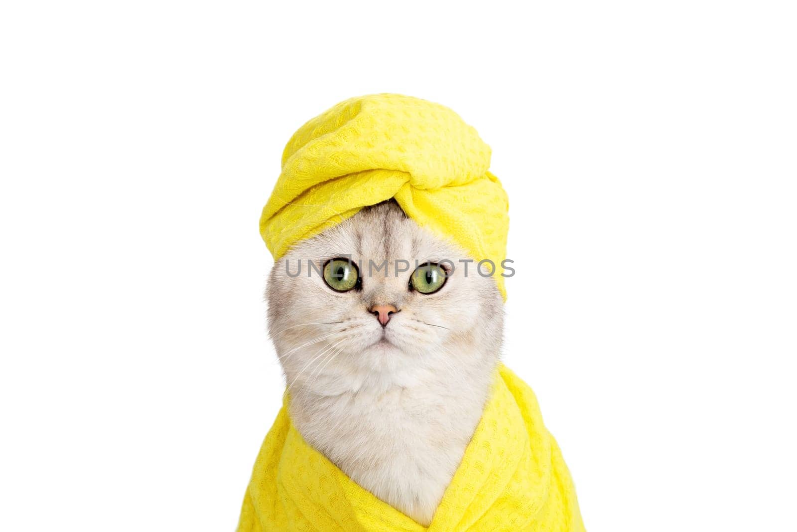 funny white British cat in a yellow towel on his head and a yellow robe on a white background, look at camera . Close up. Copy space