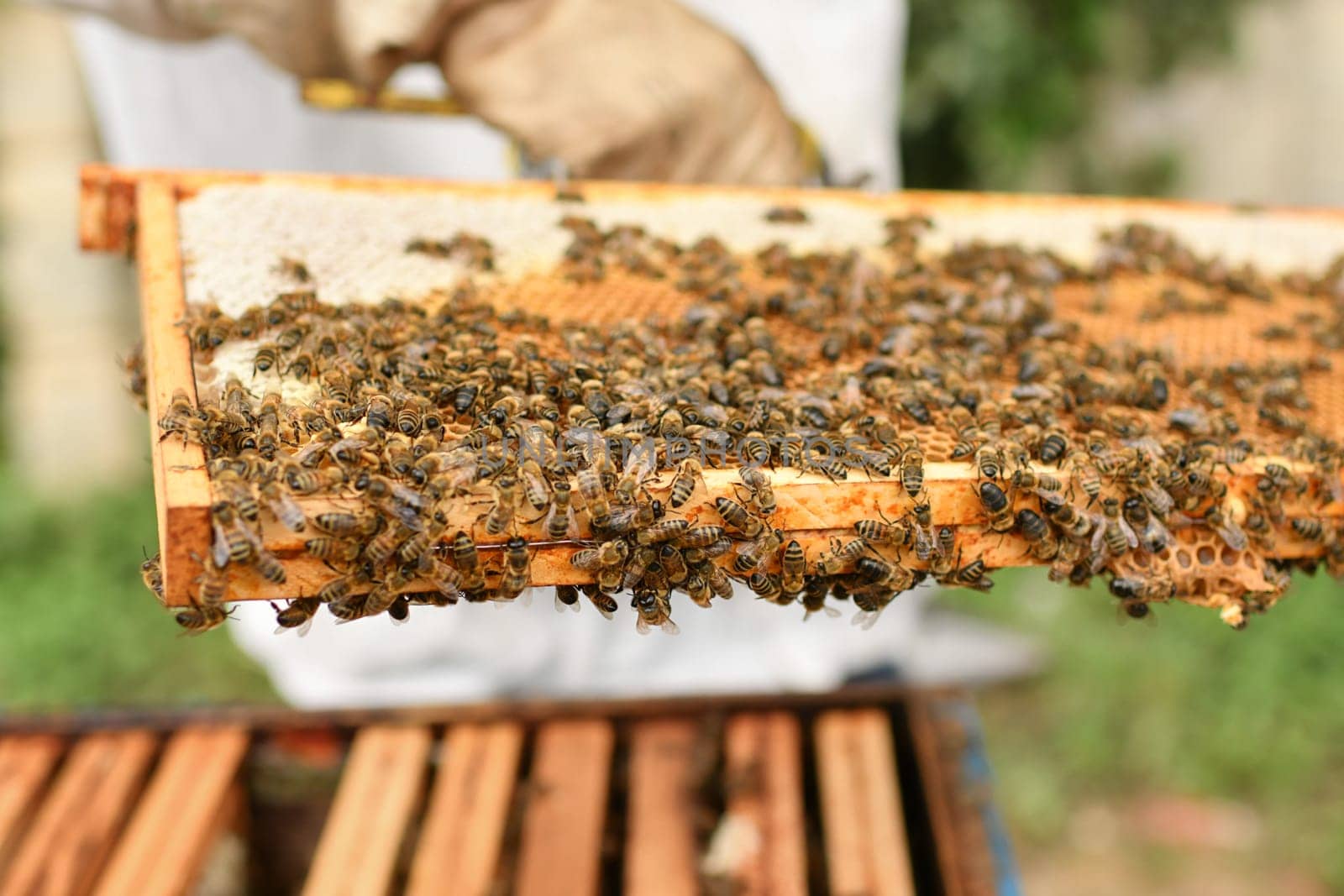 A beehive with bees. Close up