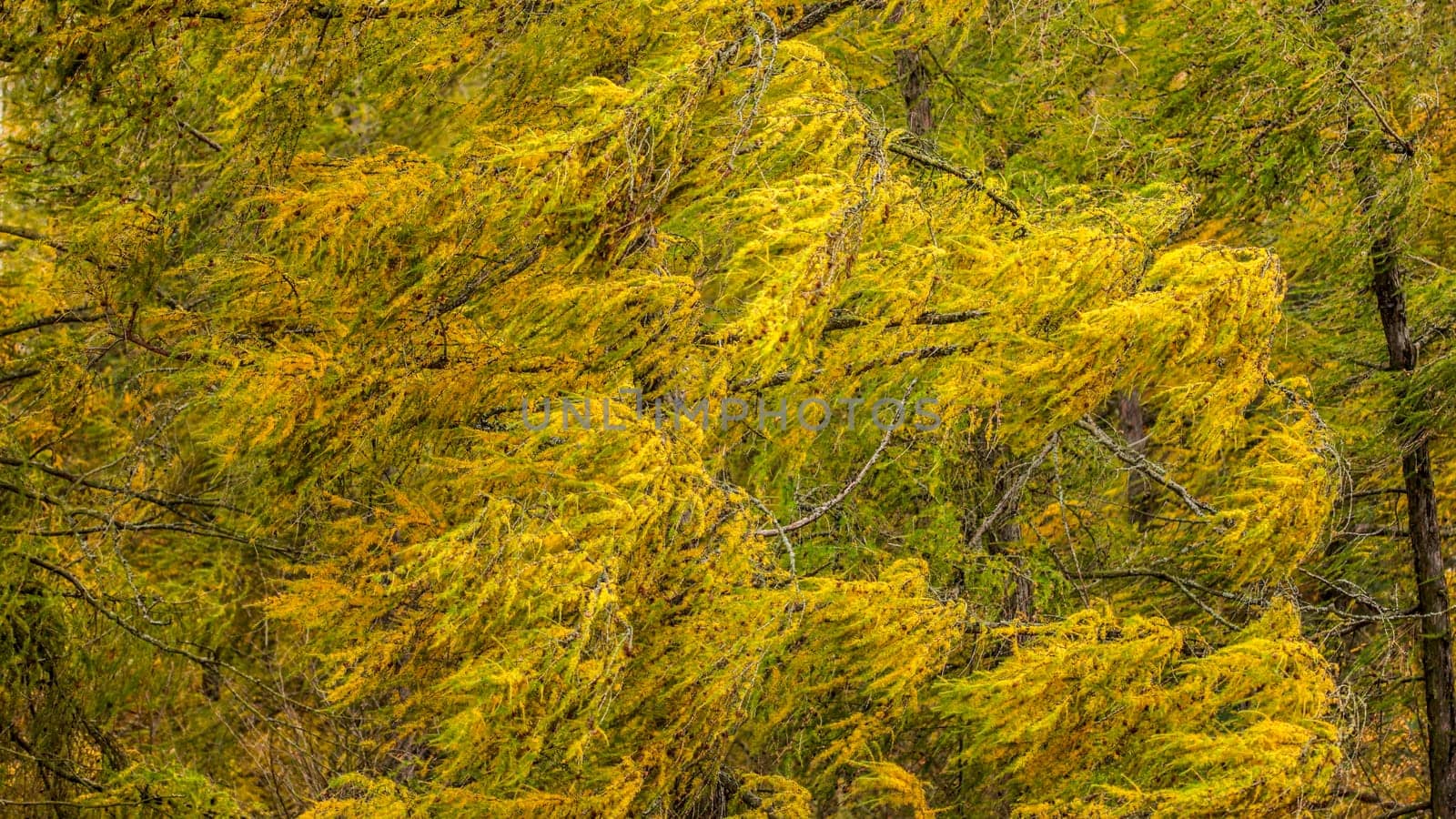 Wind moving european larch (Larix decidua) branches with yellow coloured autumn fir. Abstract windy background.