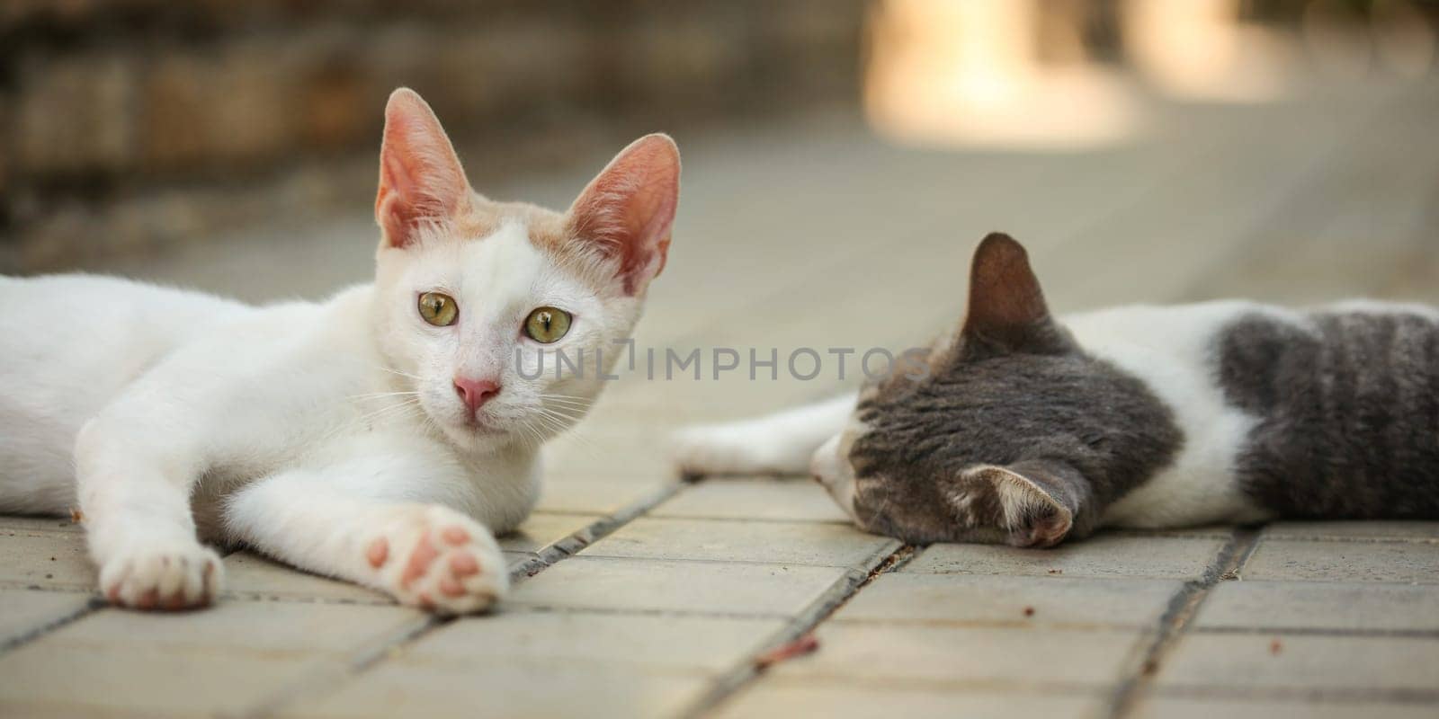 White cat laying on pavement, looking curious, another one sleeping behind her.