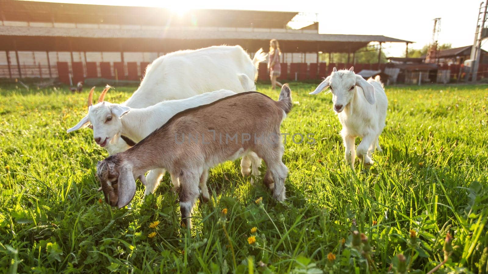 Group of goat kids grazing on farm meadow, young woman and strong backlight sun in background.