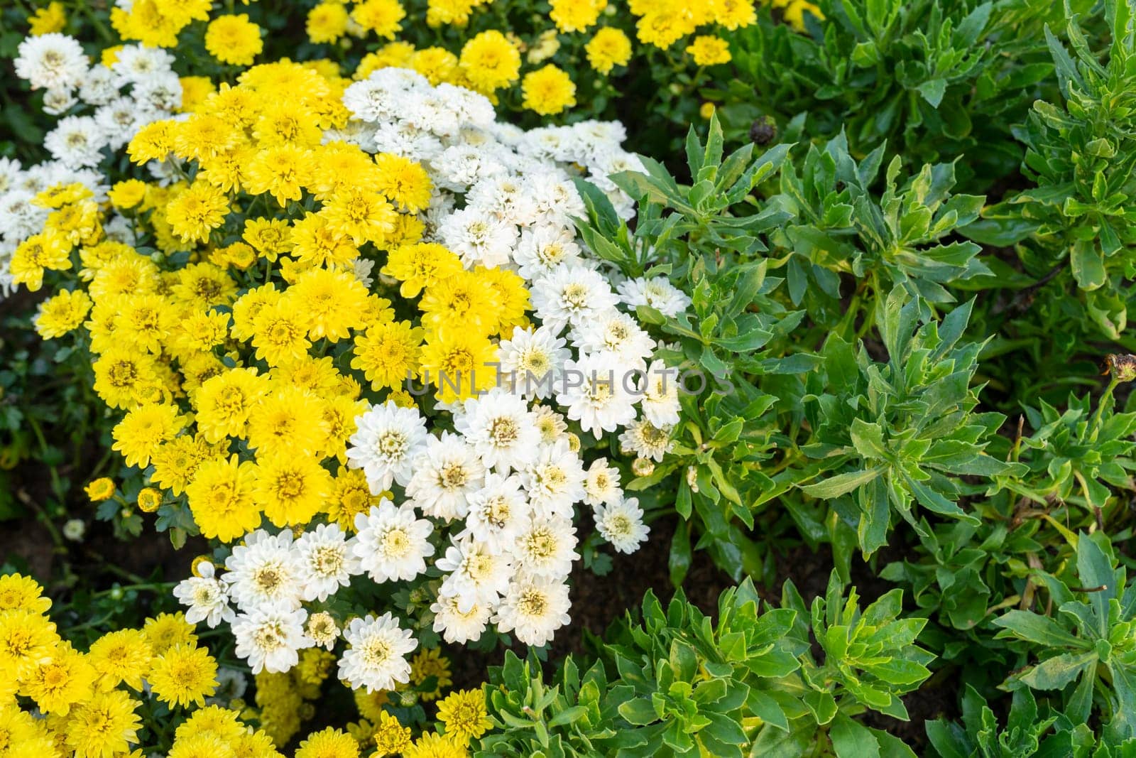 The Soft Yellow Chrysanthemum flowers in garden. by Gamjai