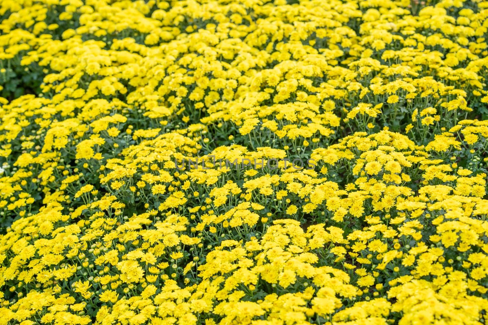 The Soft Yellow Chrysanthemum flowers nature abstract background. by Gamjai