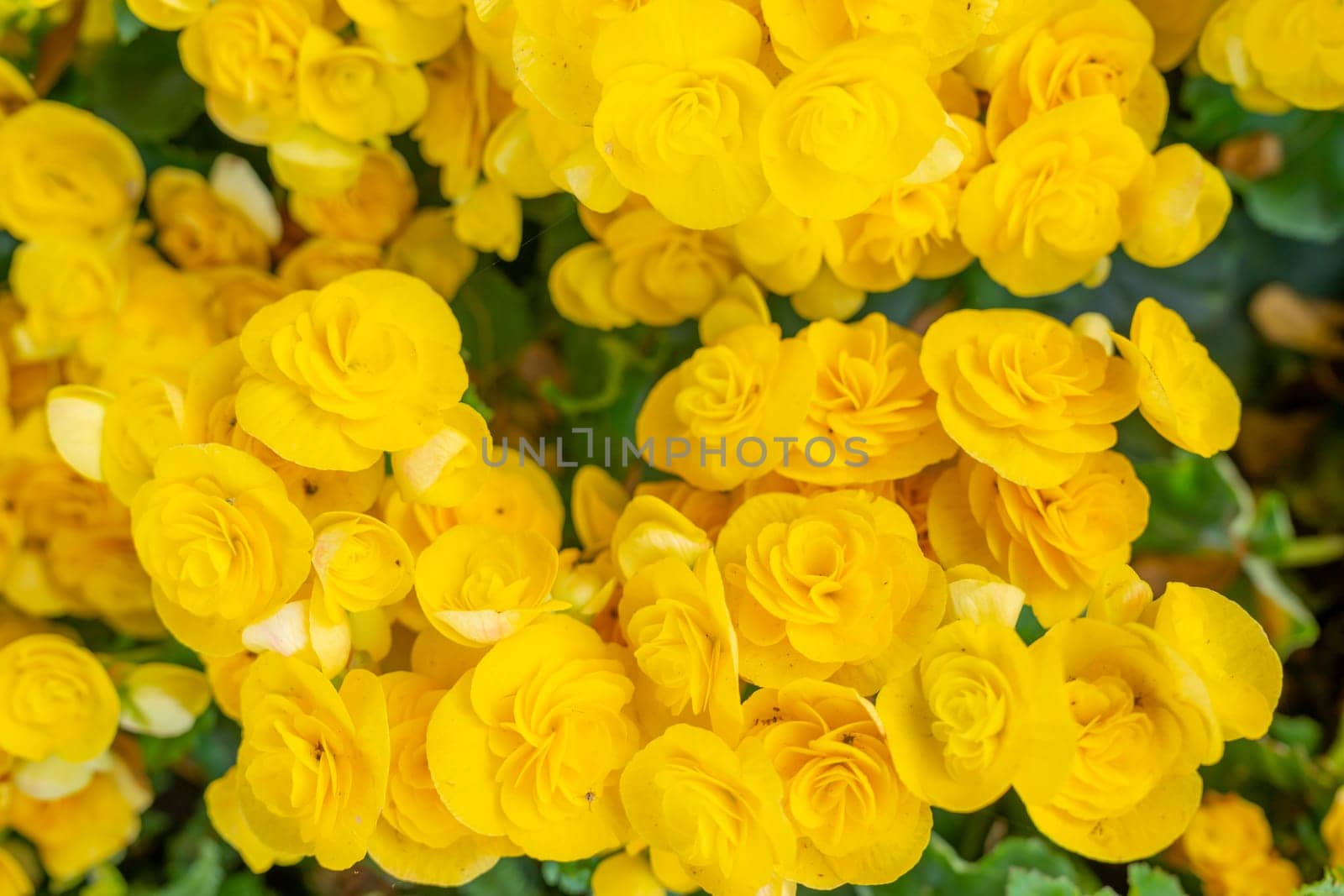 Beautiful Yellow Begonia flower a plant blooming in the nature background.