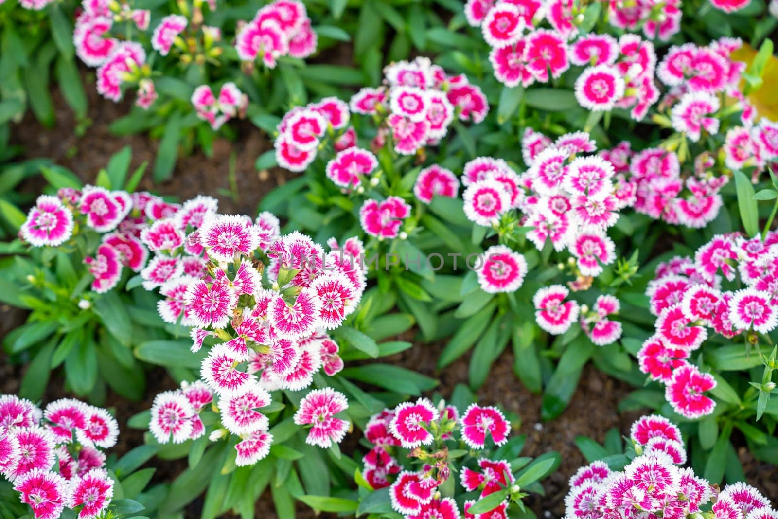 The Dianthus chinensis Dianthus Butterfly is a flower with the same carnation with beautiful flowers. by Gamjai