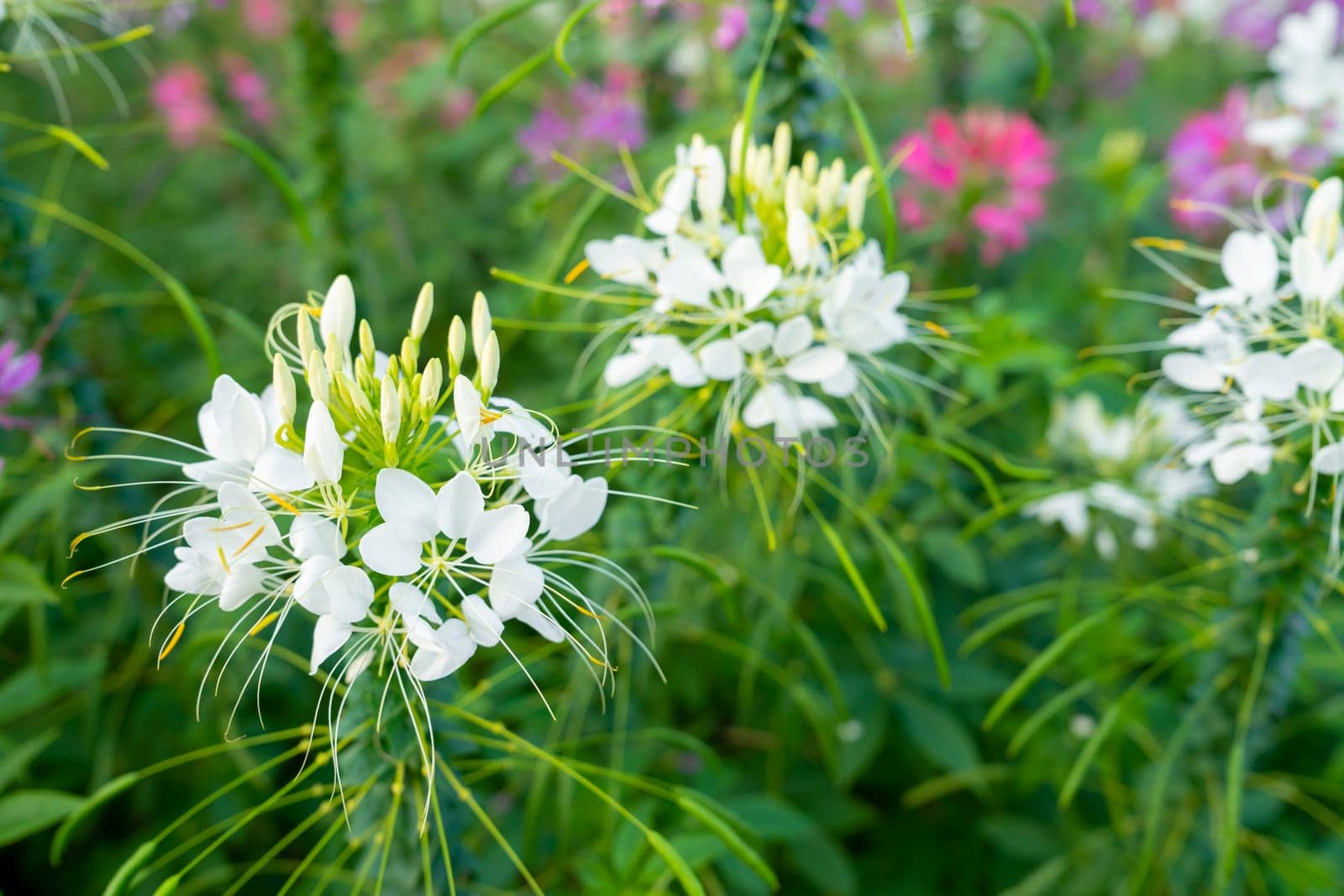 Close up the Flowers in the garden Tarenaya hassleriana by Gamjai