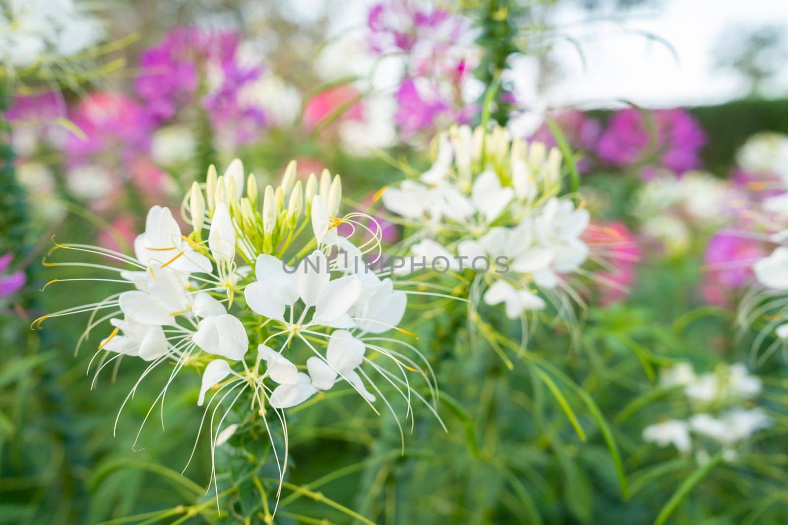 Close up the Flowers in the garden Tarenaya hassleriana by Gamjai