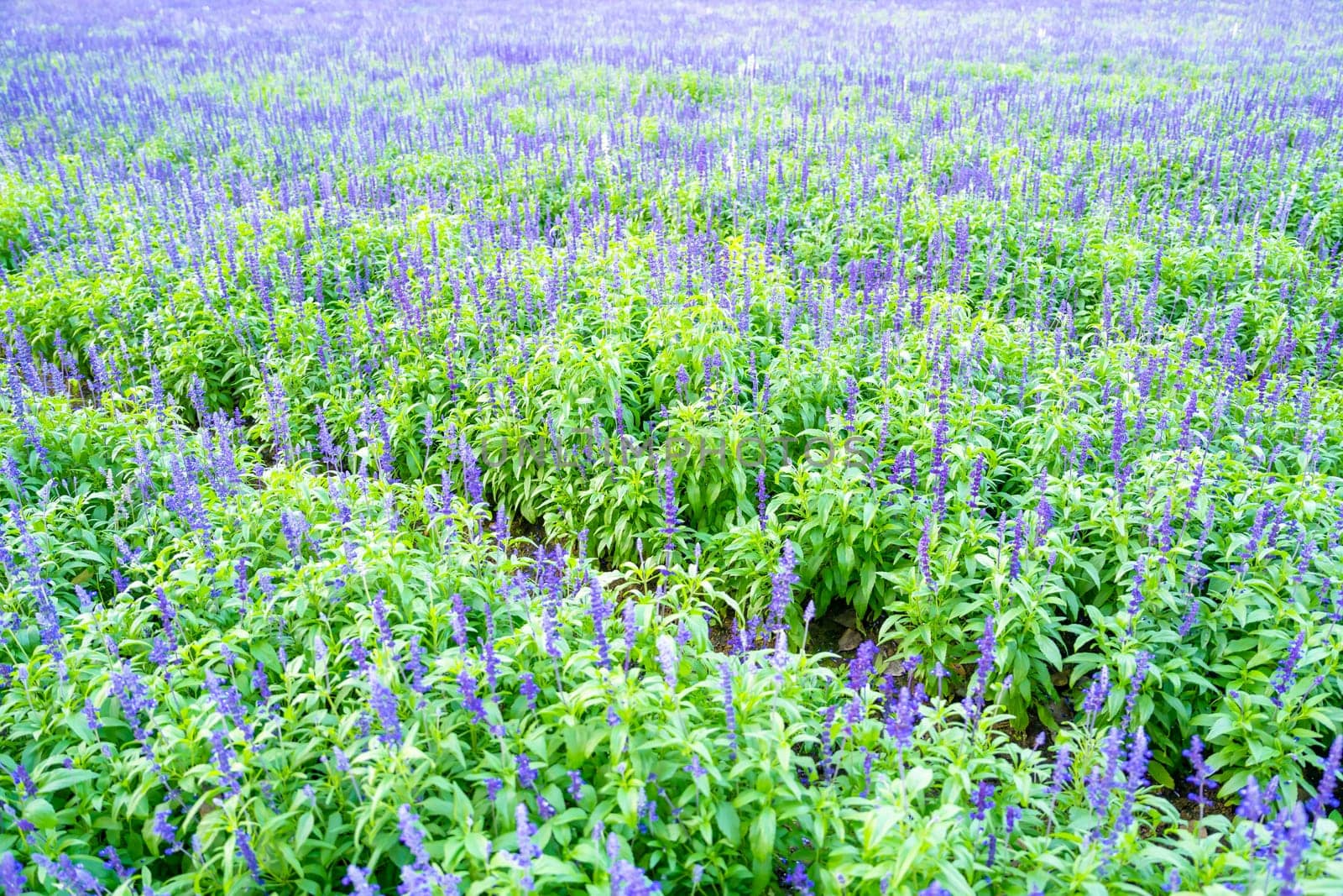 The Blue salvia splendens with leaves in the field. by Gamjai