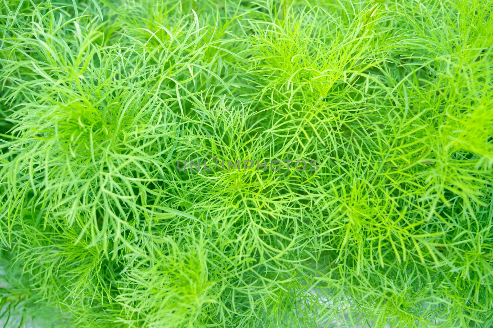 Top view Dog fennel (Eupatorium capillifolium) in the garden by Gamjai