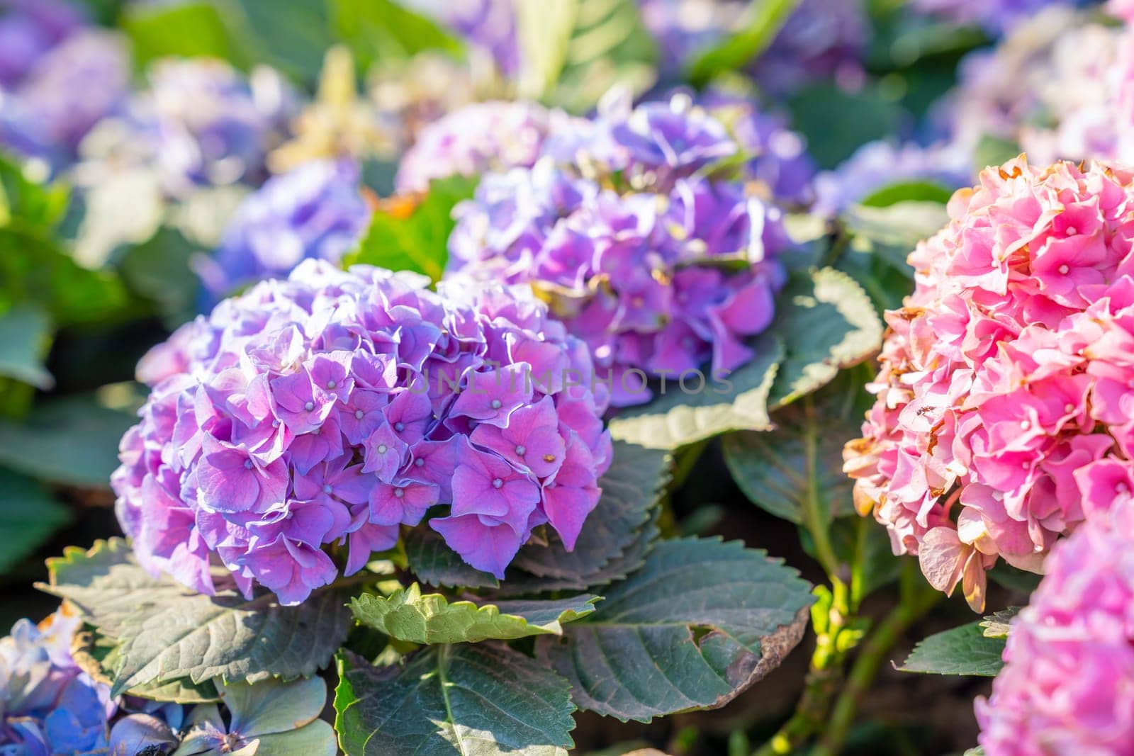 Close up view of Hydrangea (Hortensia). Wonderful Purple, blue and pink flowers