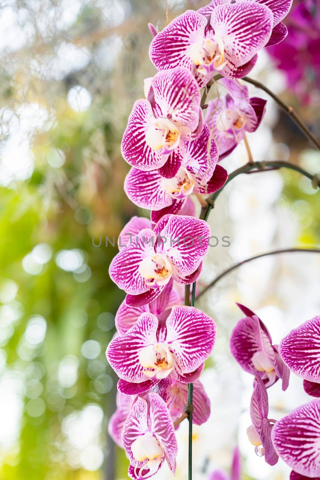 Close up of the pink orchids in the garden. by Gamjai