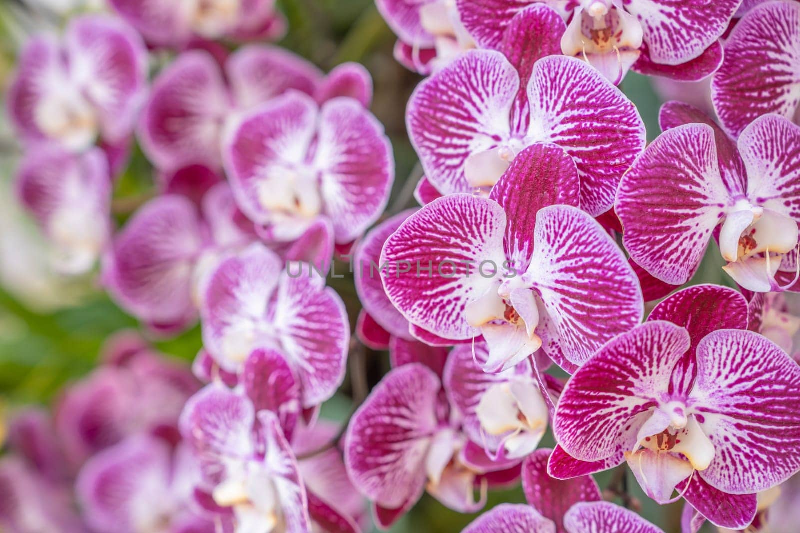 Close up of the pink orchids in garden. by Gamjai