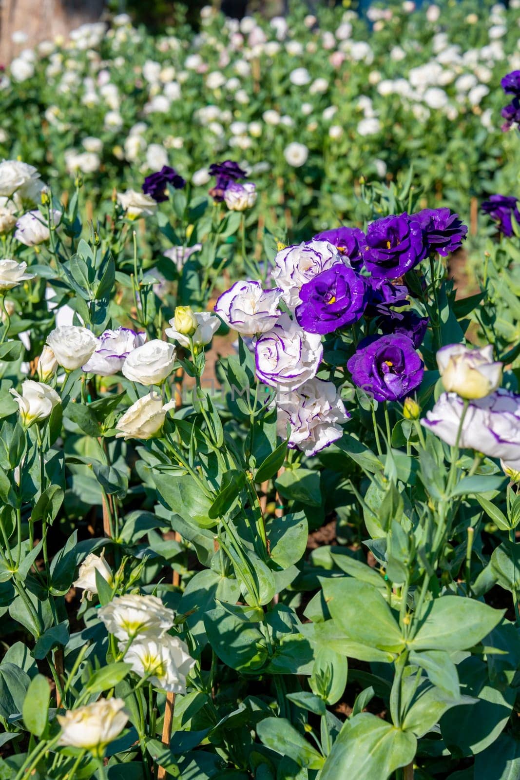 The Lisianthus flowers or Eustoma plants blossom in flower garden. by Gamjai