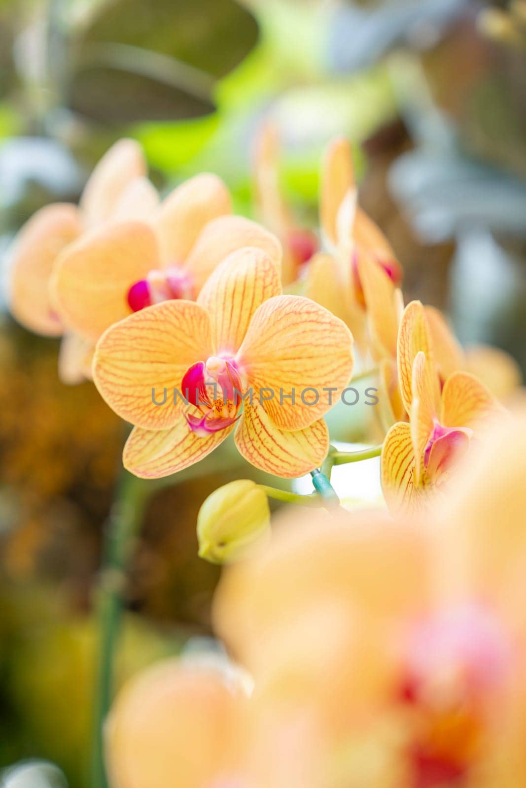 The Yellow colour Phalaenopsis orchid in garden. by Gamjai