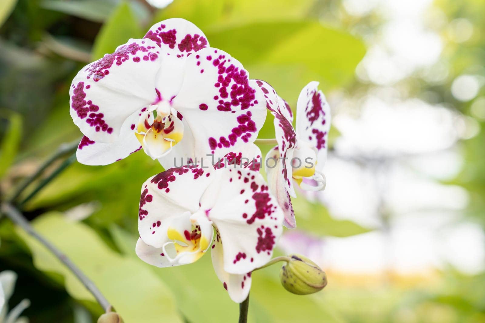 The White Orchid plant in nature garden by Gamjai