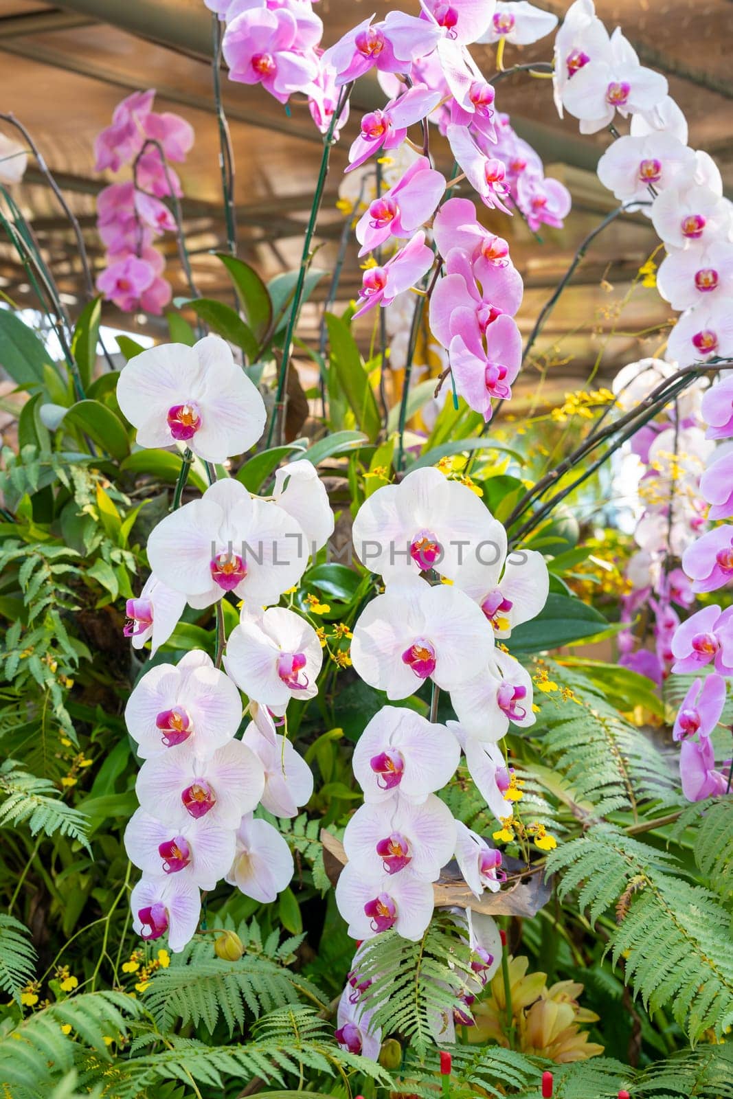 The Close up of beautiful white orchids taken outside in the garden. by Gamjai