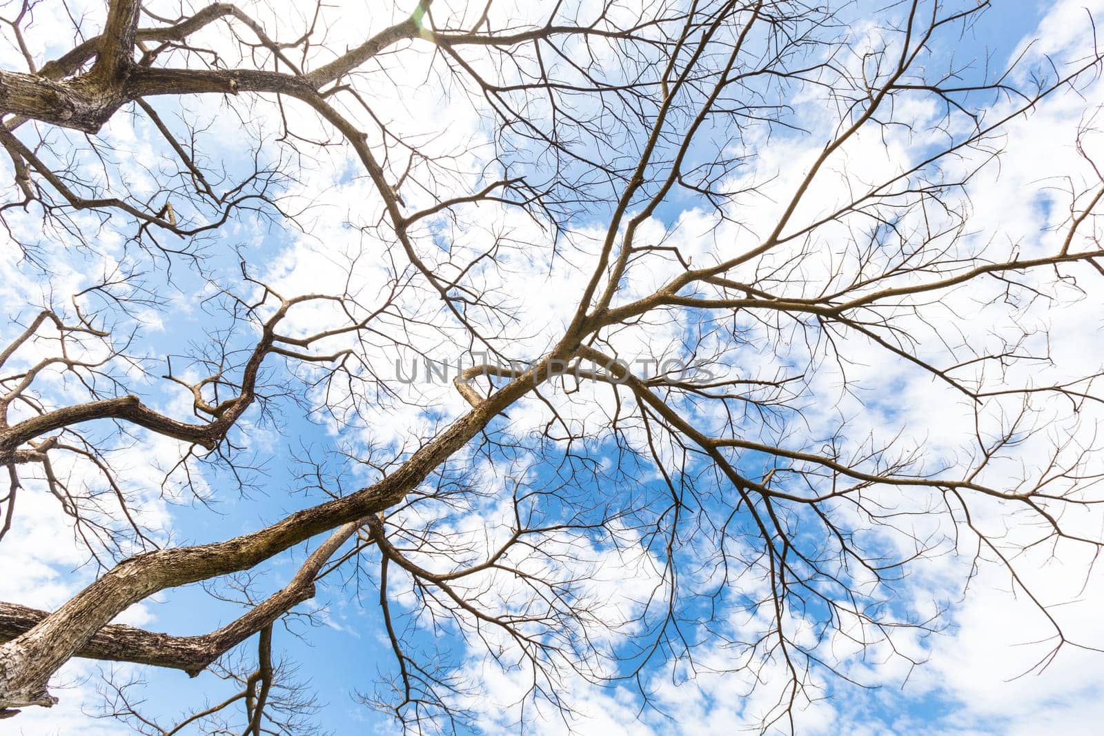 The Abstract dry branch with cloud and blue sky. by Gamjai