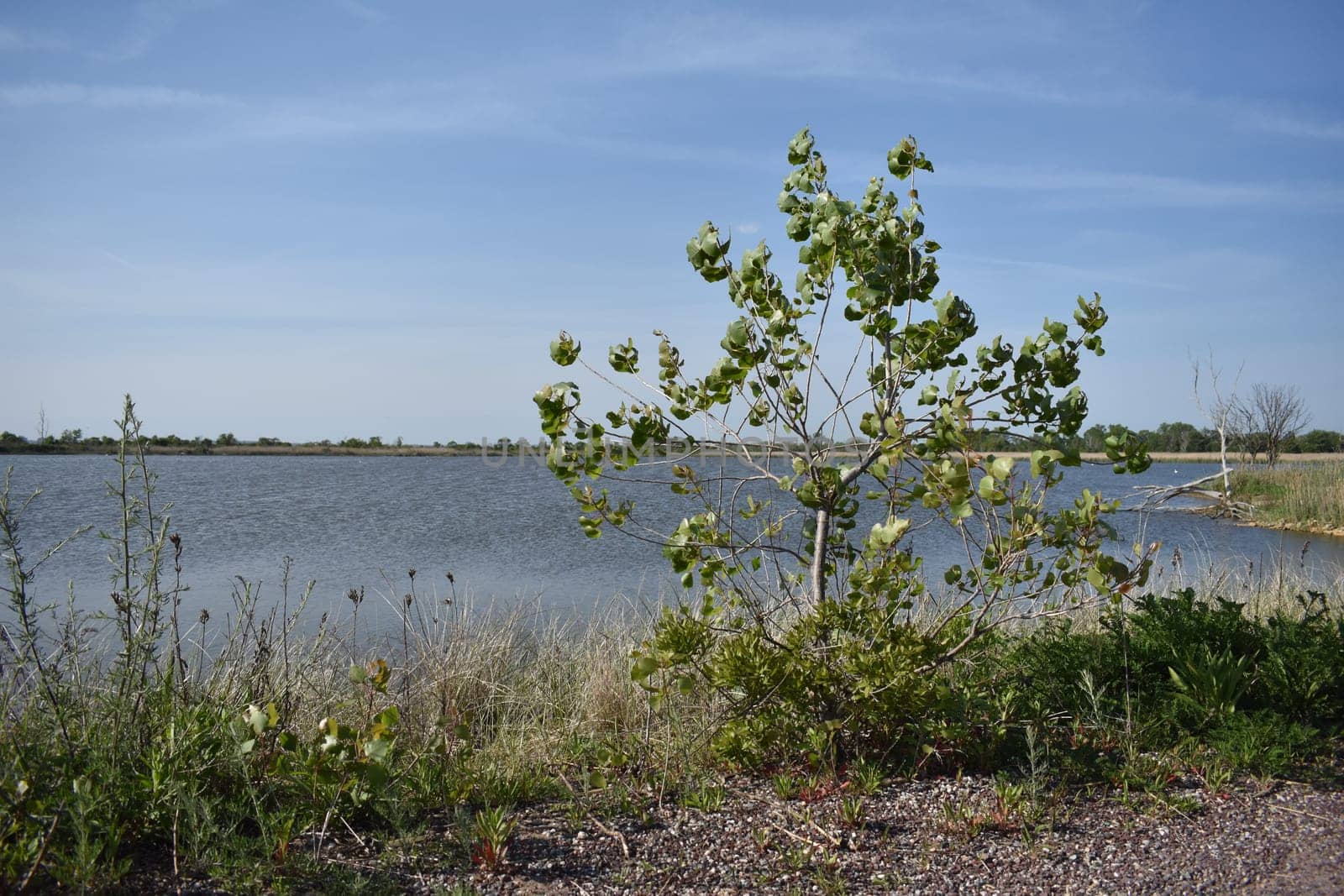 Tree by West Pond at Jamaica Bay Wildlife Refuge in New York. High quality photo