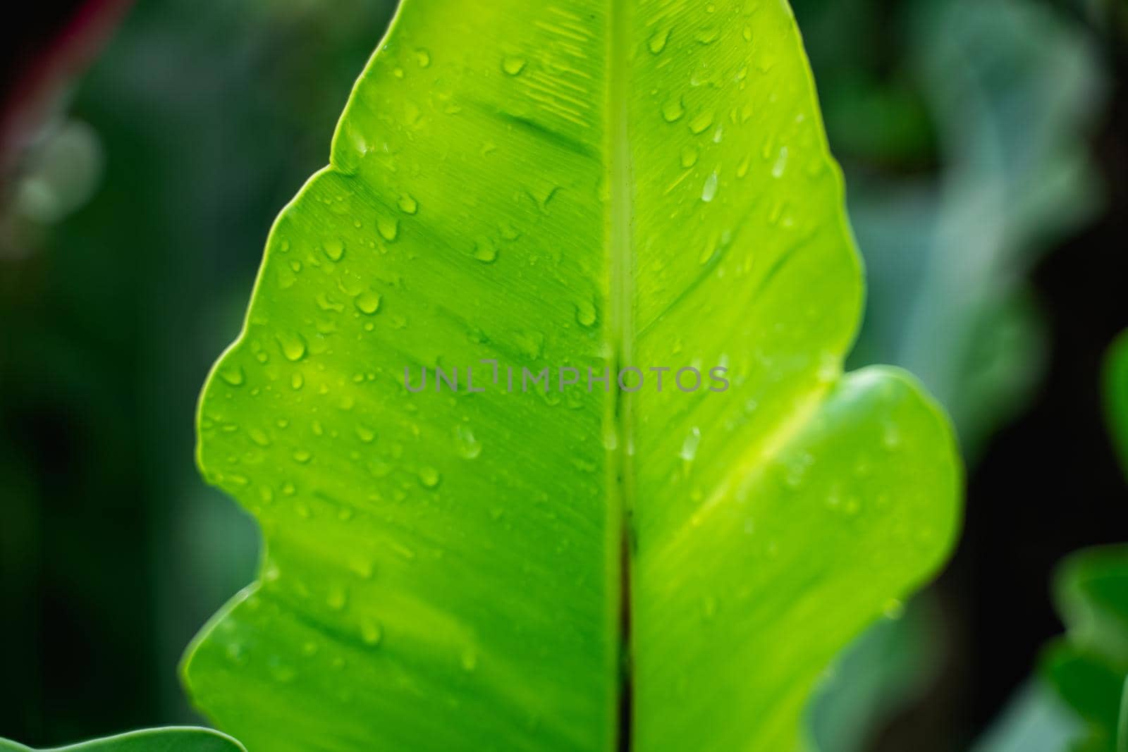 close up of natural fresh green leaves, nature concept by Wmpix