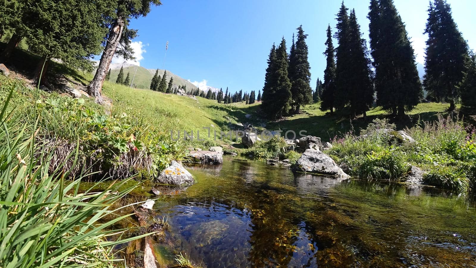 Mountain clear water of the stream and green fields. There are large stones on the shore. Grass is growing. Tall coniferous trees in forest. Tourists are walking in distance and flowers are growing