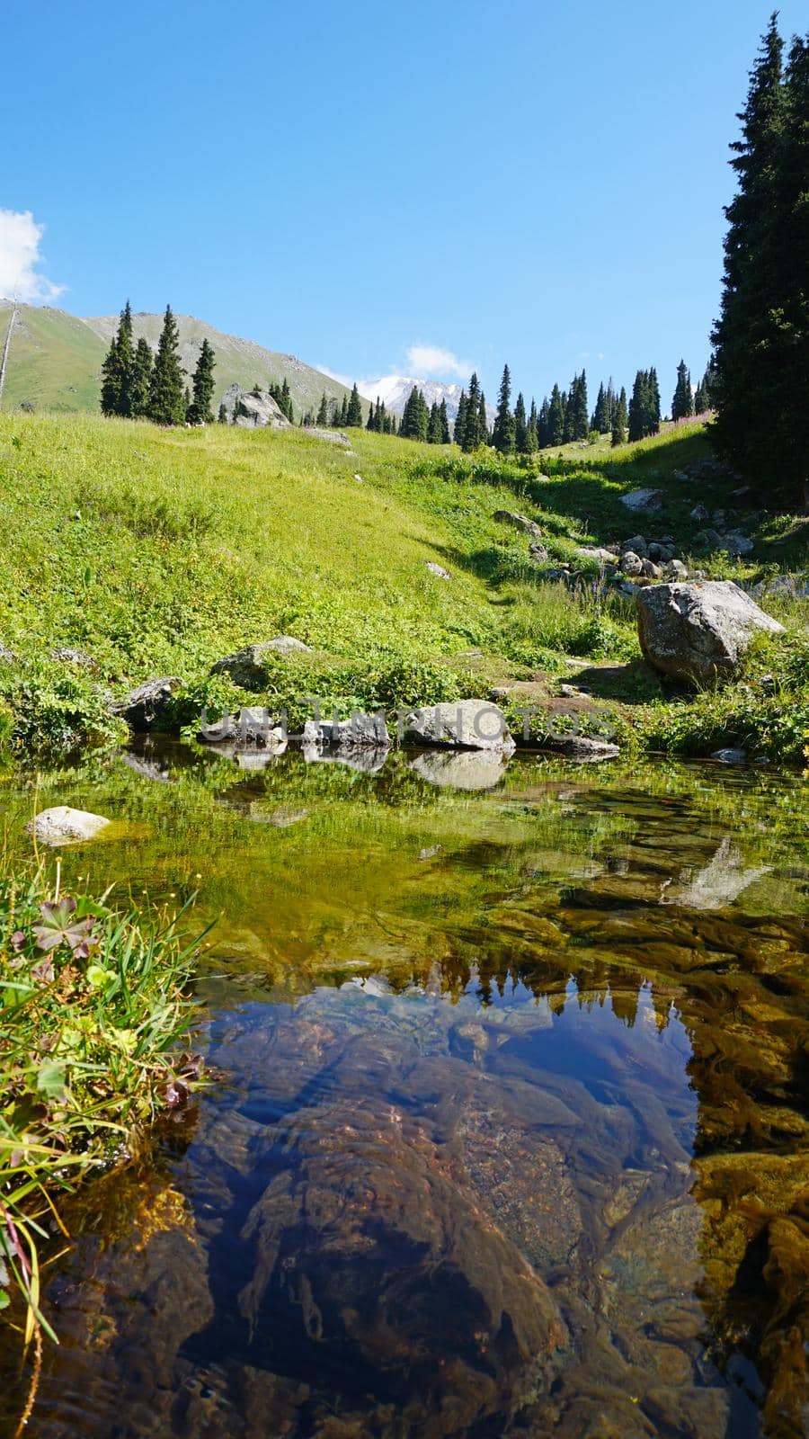 Mountain clear water of the stream and green fields. There are large stones on the shore. Grass is growing. Tall coniferous trees in forest. Tourists are walking in distance and flowers are growing