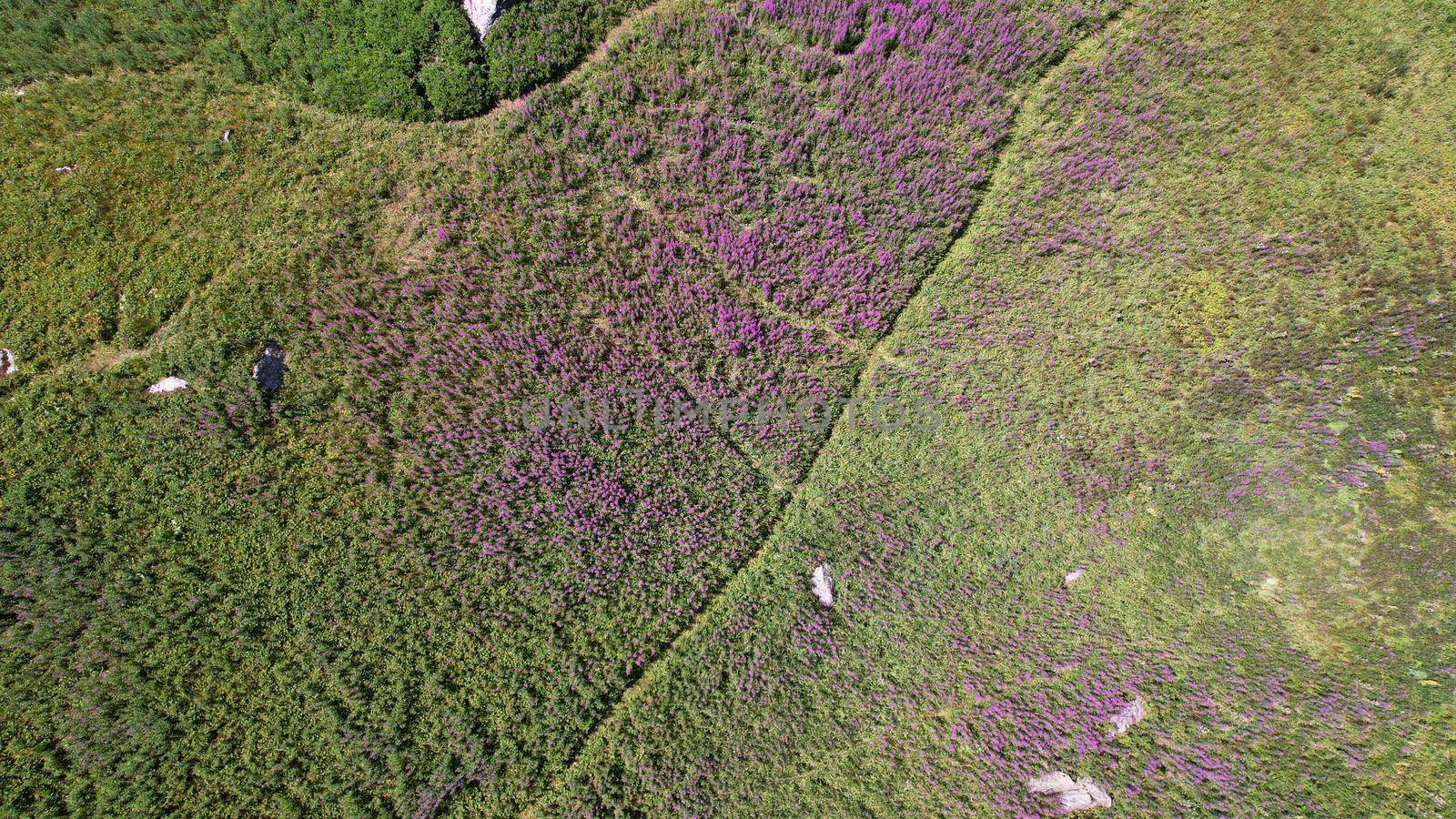 Coniferous forest and flowers grow in the gorge by Passcal