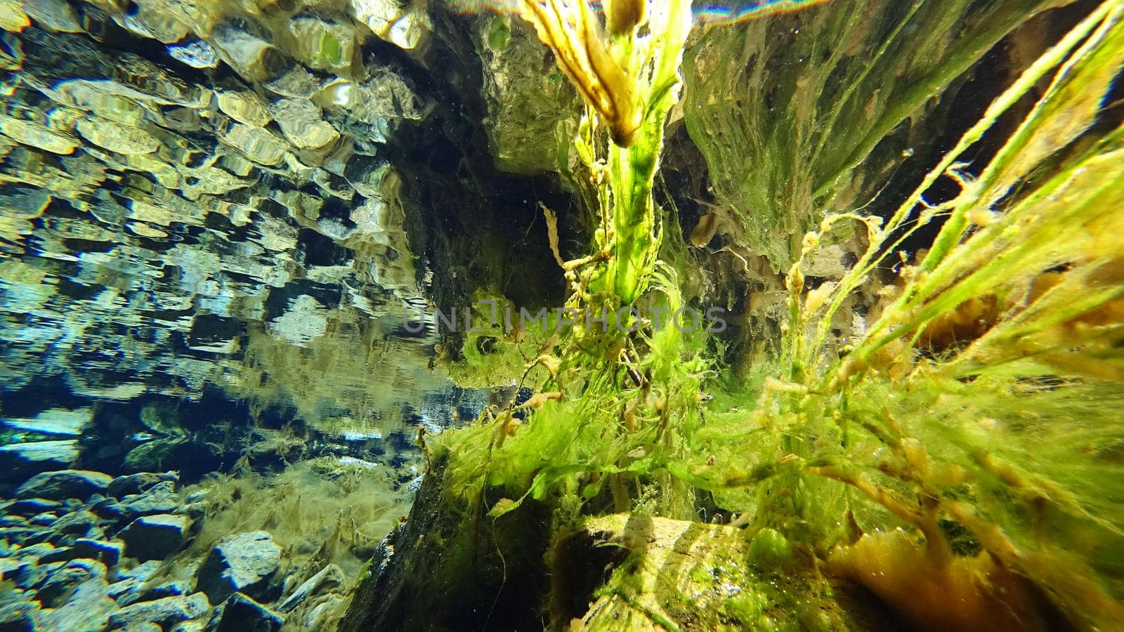 An incredible underwater world of a mountain river. Crystal clear clear water. Yellow rocks and green-brown algae. The rays of light are refracted into a blue color in the distance. An unusual world