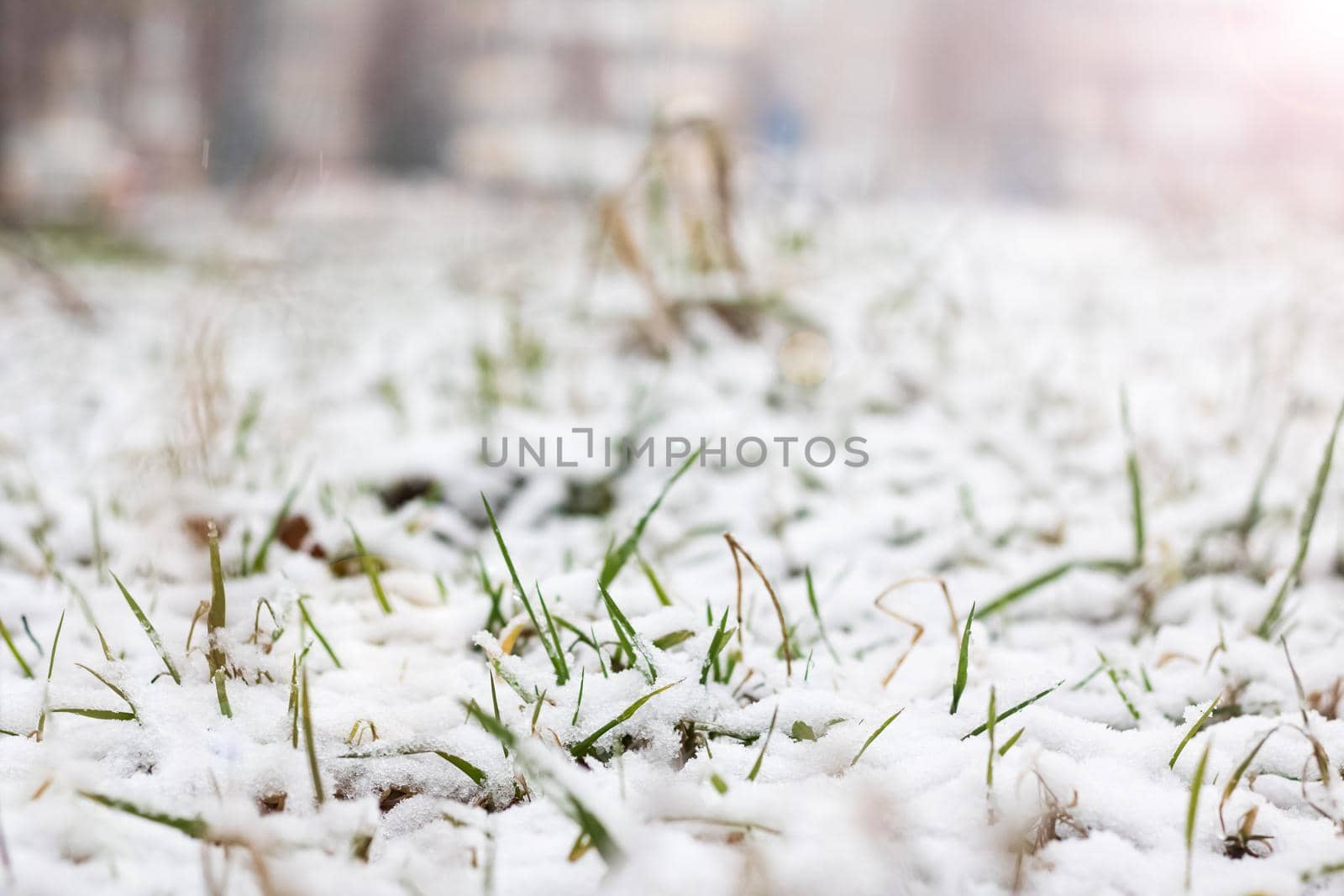 Green grass under the first snow close up