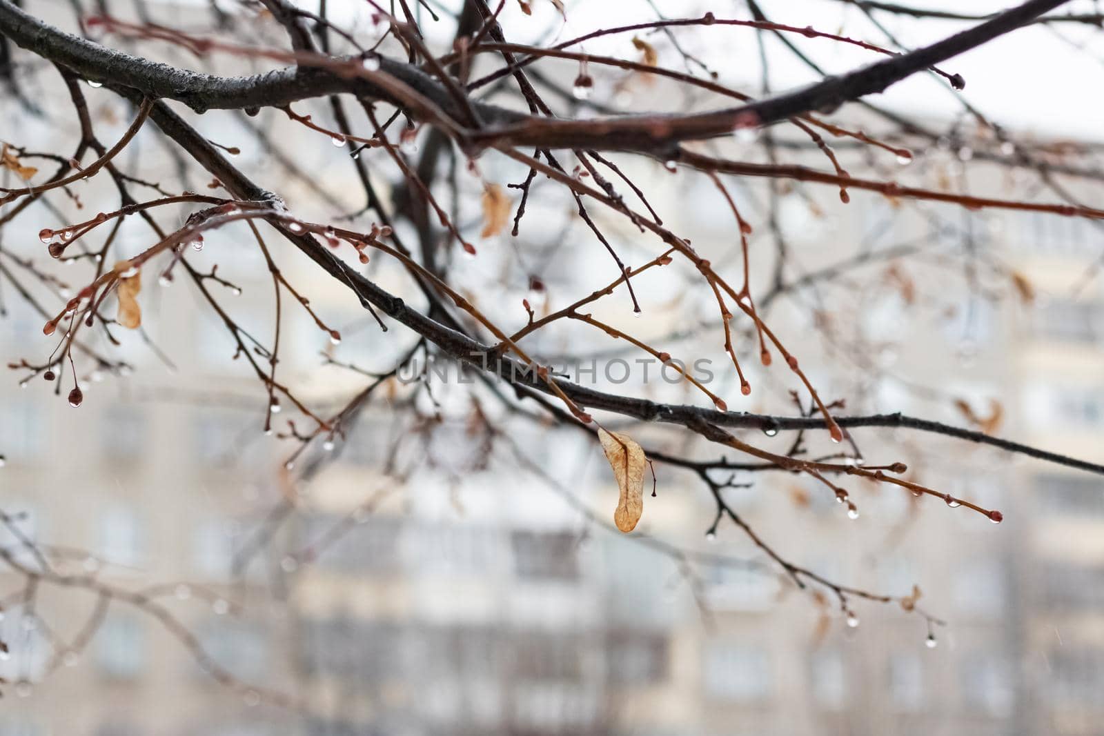 Raindrops on branches with yellow leaves close up