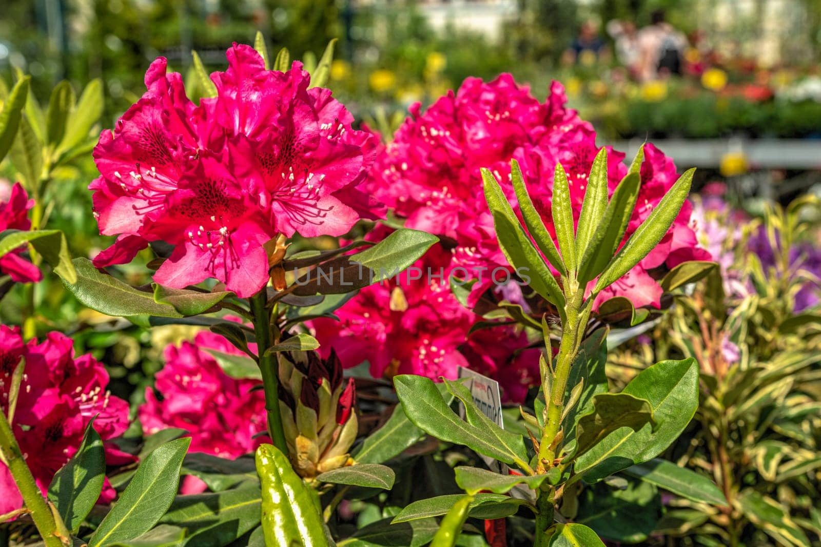 Red rhododendron president Roosevelt flower on a sunny spring day