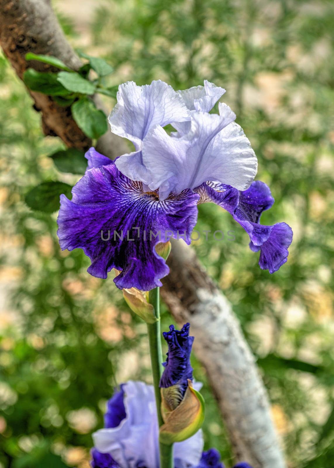 white-blue iris on green leaves background on a sunny spring day