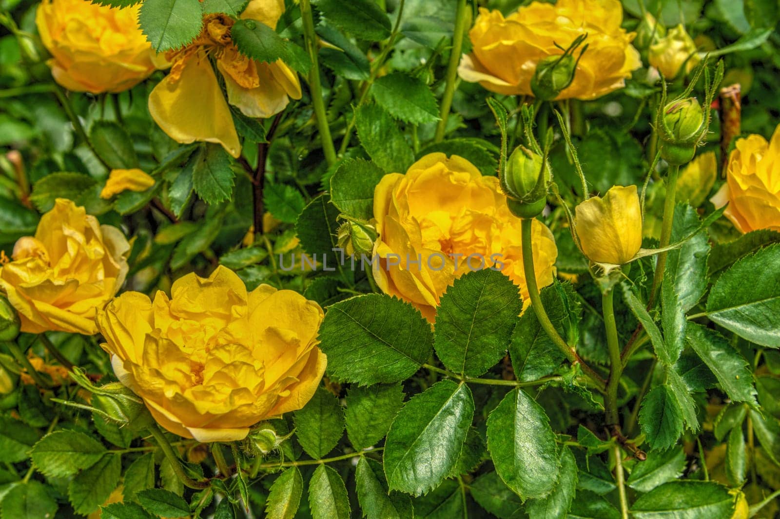 Golden celebration yellow rose bush on green leaves background on a sunny spring day