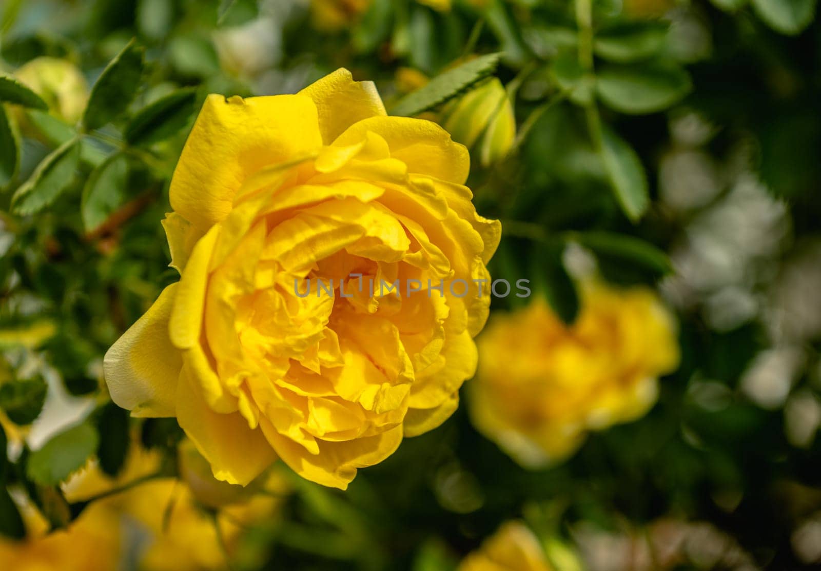 Golden celebration yellow rose bush on green leaves background on a sunny spring day