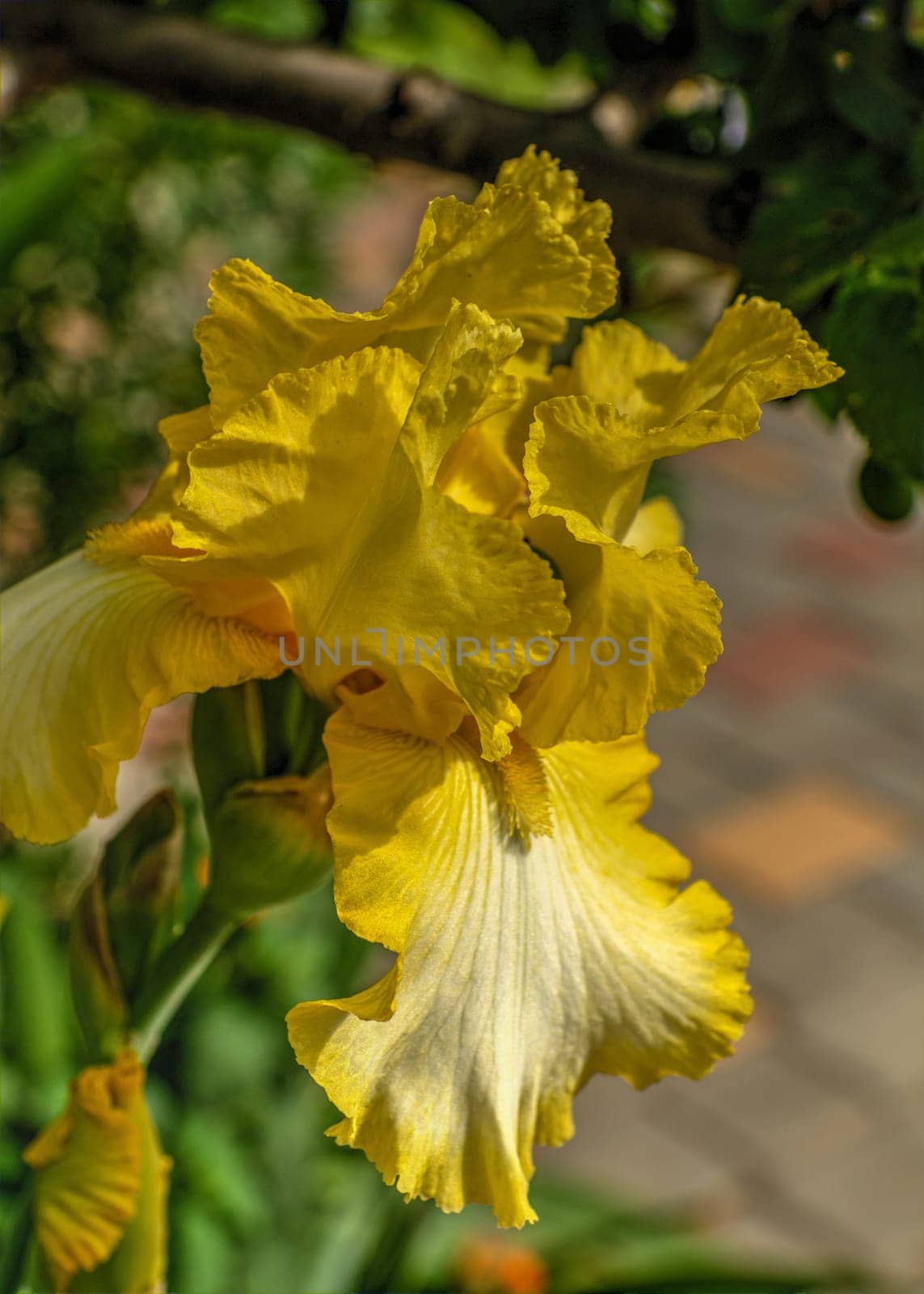 Yellow Iris Sunny Bubbles on green leaves background on a sunny spring day