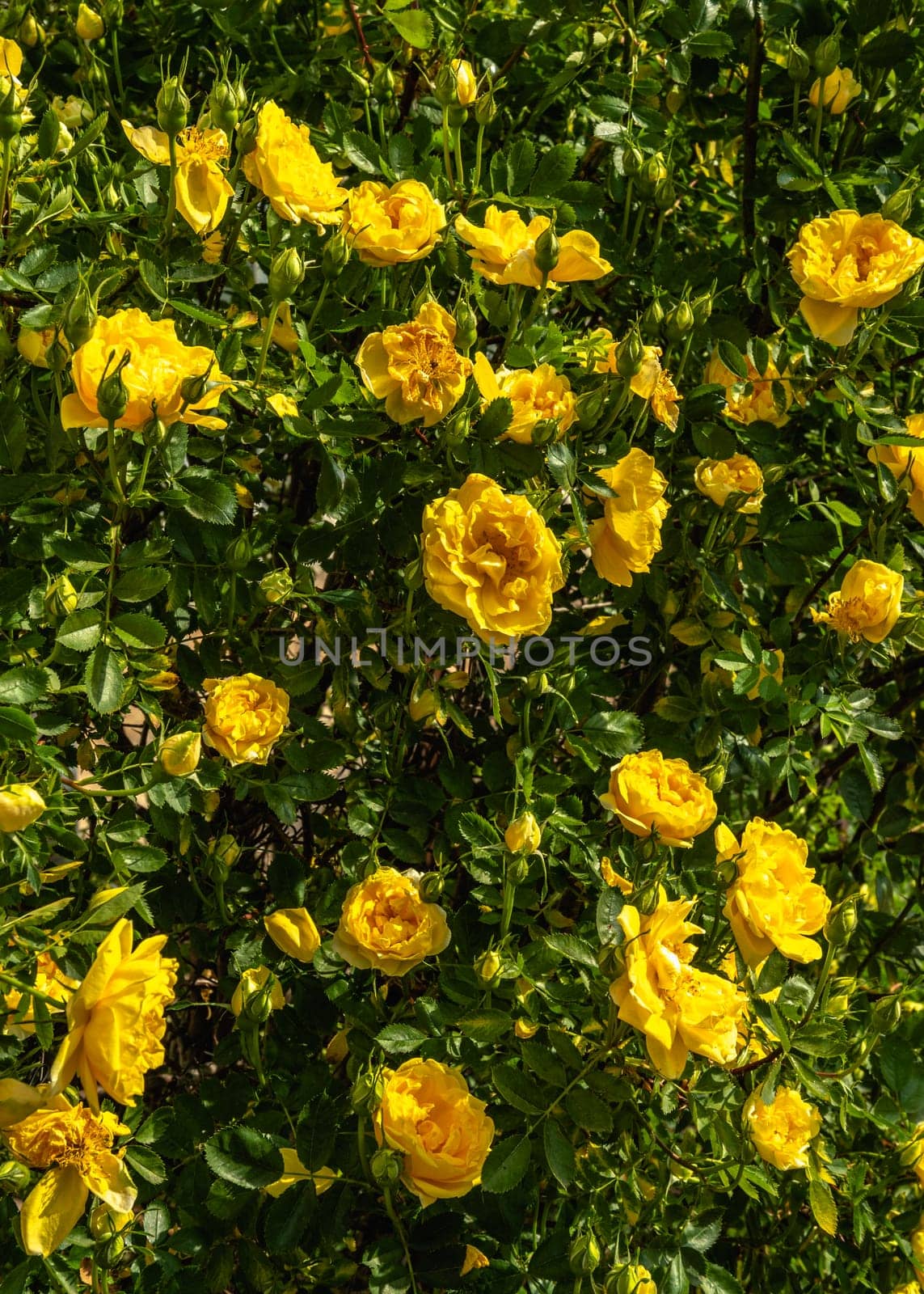 Golden celebration yellow rose bush on green leaves background on a sunny spring day